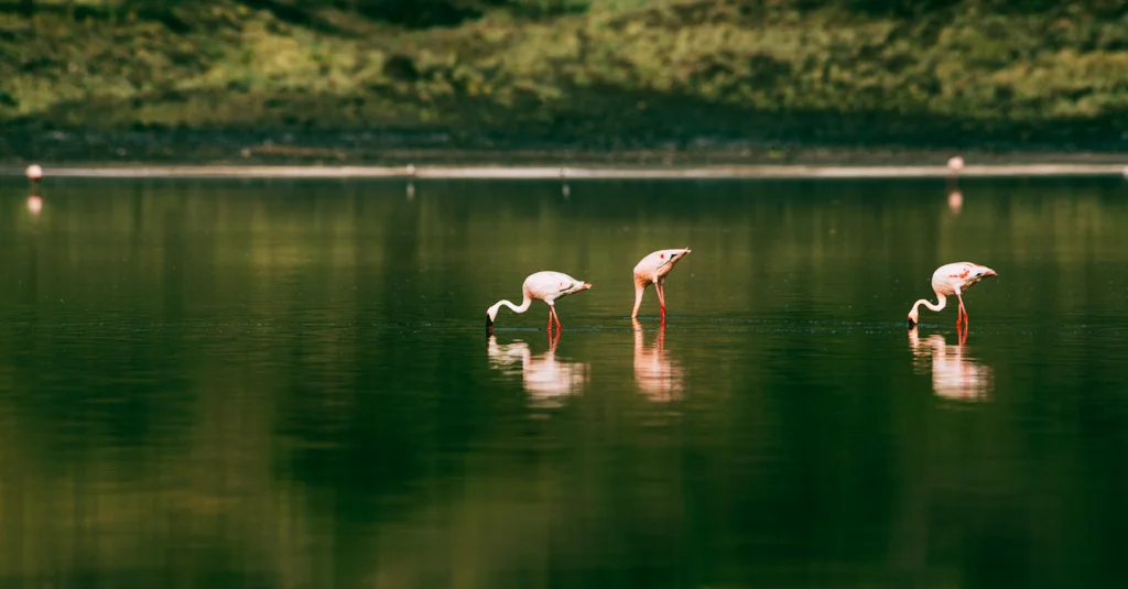 2015.06.10-11_Lake Natron-401
