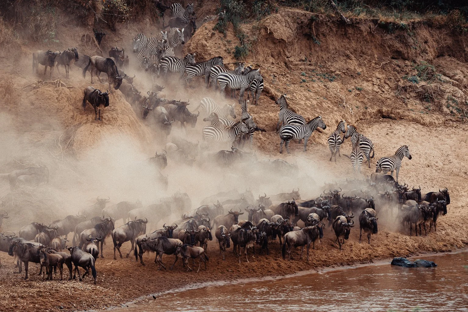 MAASAI MARA