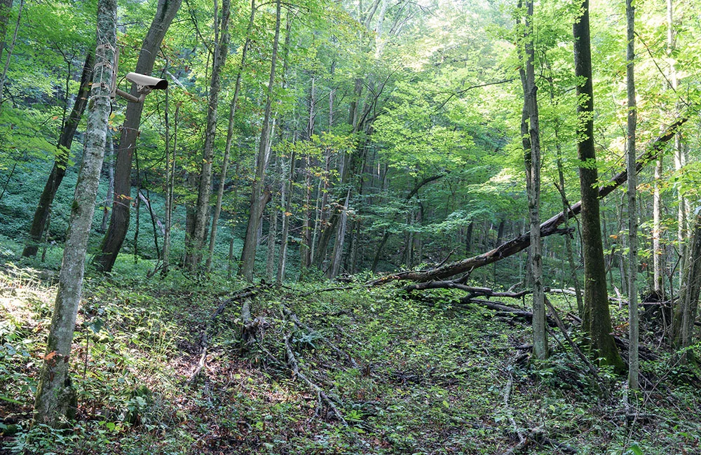 Trail (from the series “Feral Infrastructure”) 26” x 40” archival inkjet print 2017