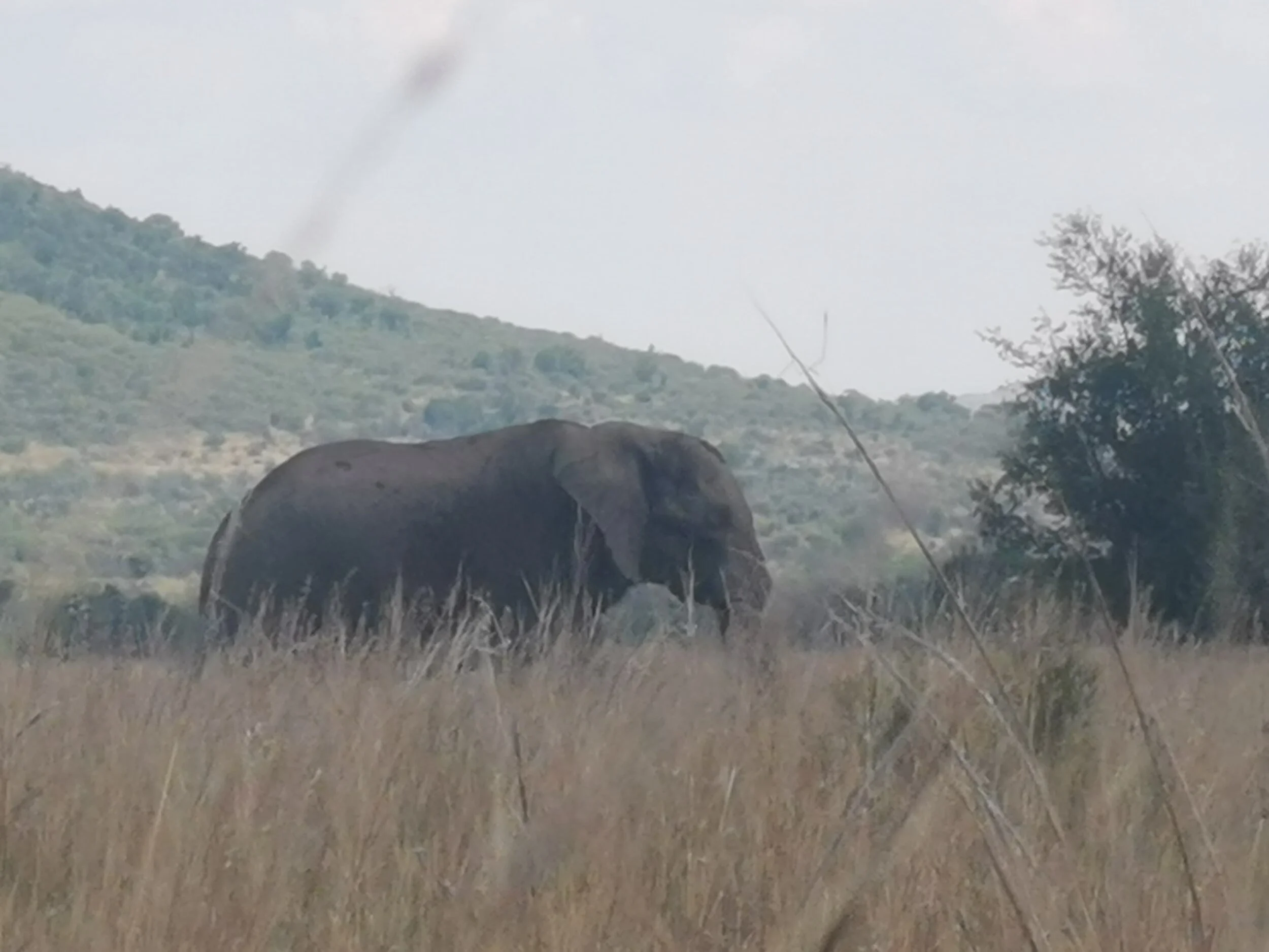 Coronavirus Updates + Where In The World Am I?