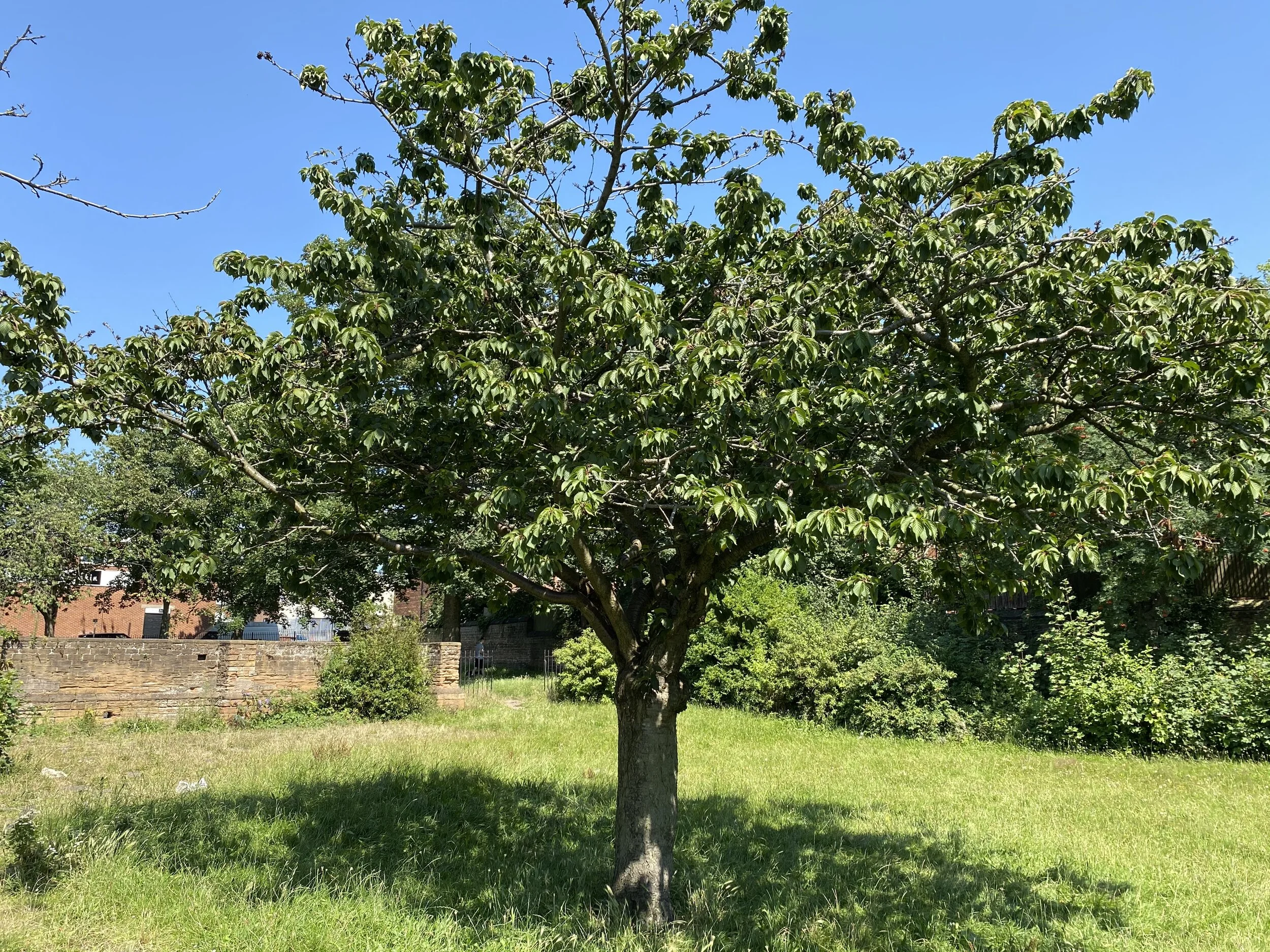 Tree Planting at Christchurch gardens in Nottingham City — Caroline Locke