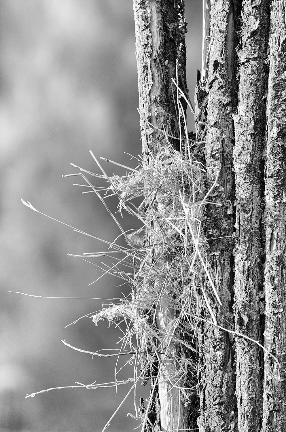Entwined Fates