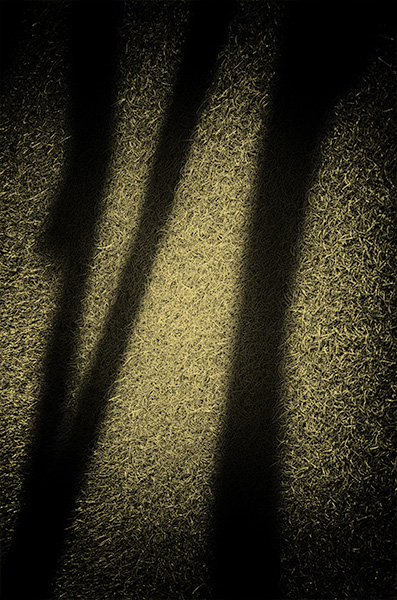 Spirit of Ancient Trees V