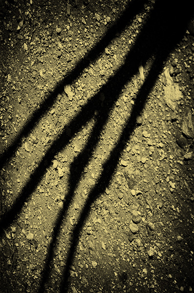 Spirit of Ancient Trees VII