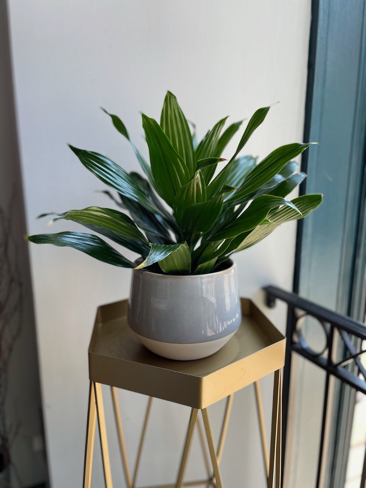 Dracaena Green Jewel  FLEUR DE LIS FLORIST