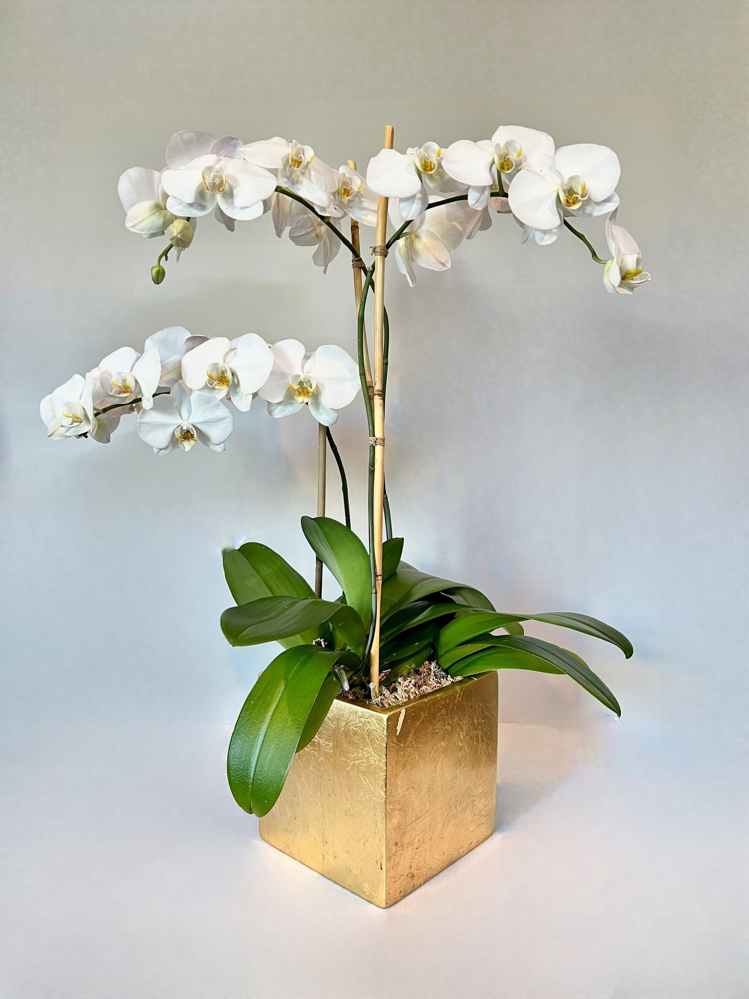 Premium Potted 3-Stem Orchid — FLEUR DE LIS FLORIST