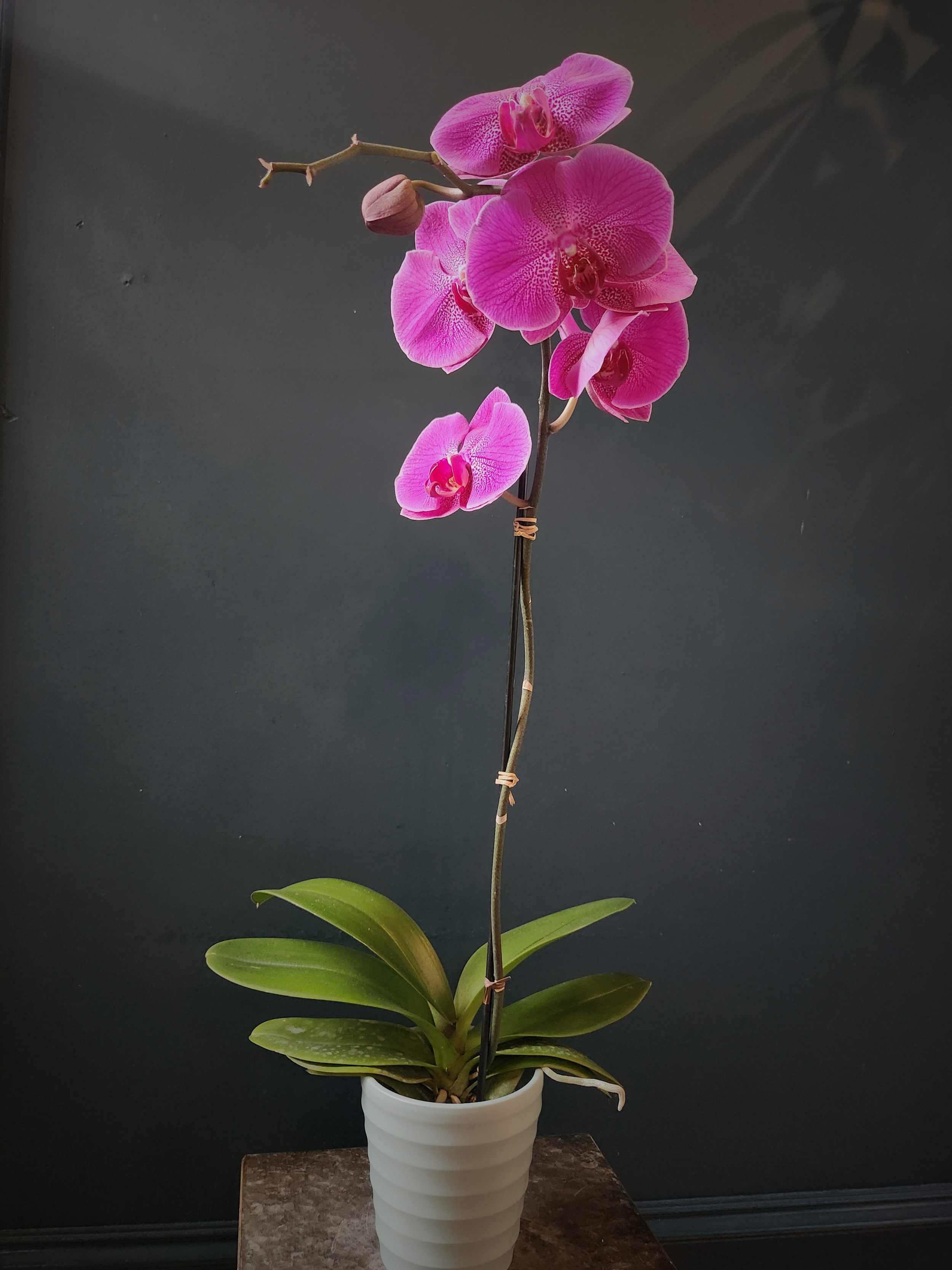 Potted Orchid in Ceramic Container