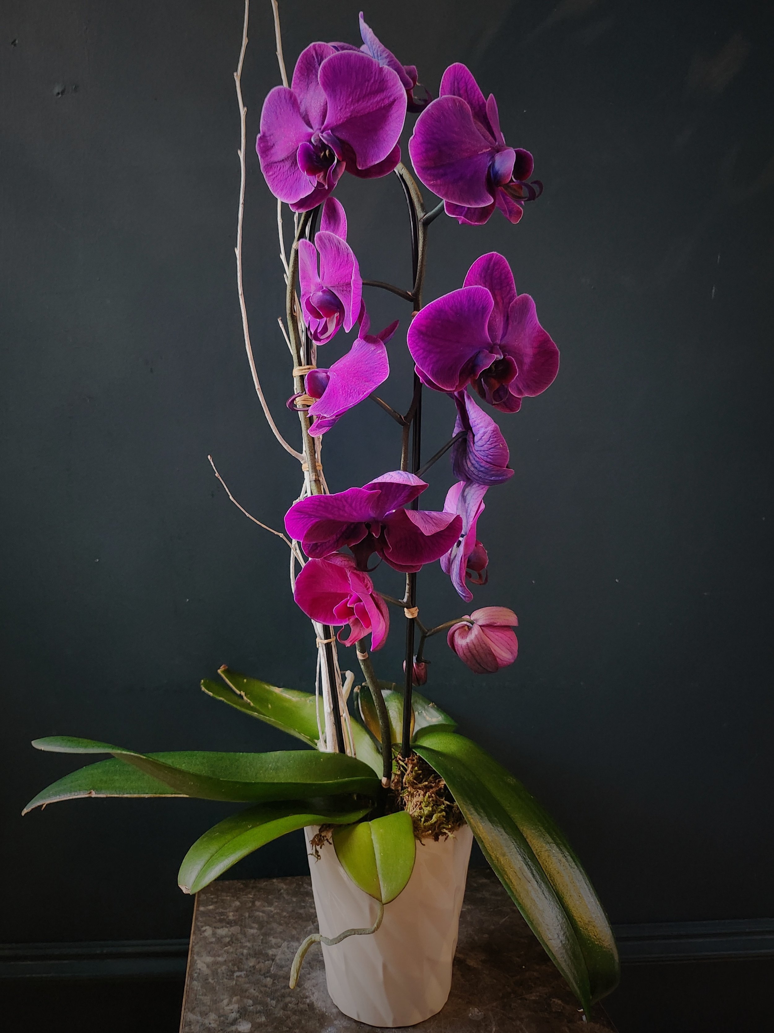 Arched Potted Orchid