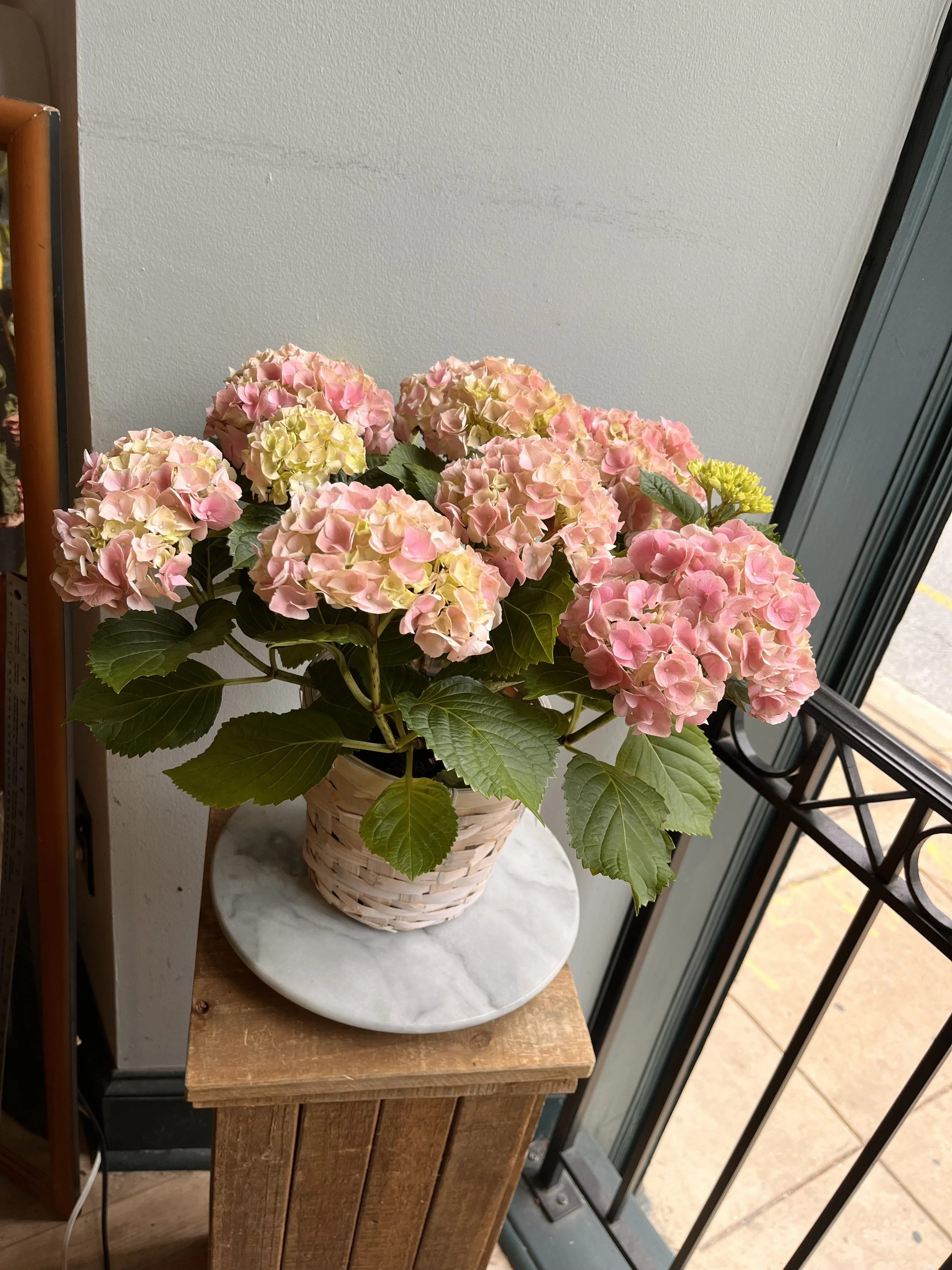 Potted Hydrangea In Basket