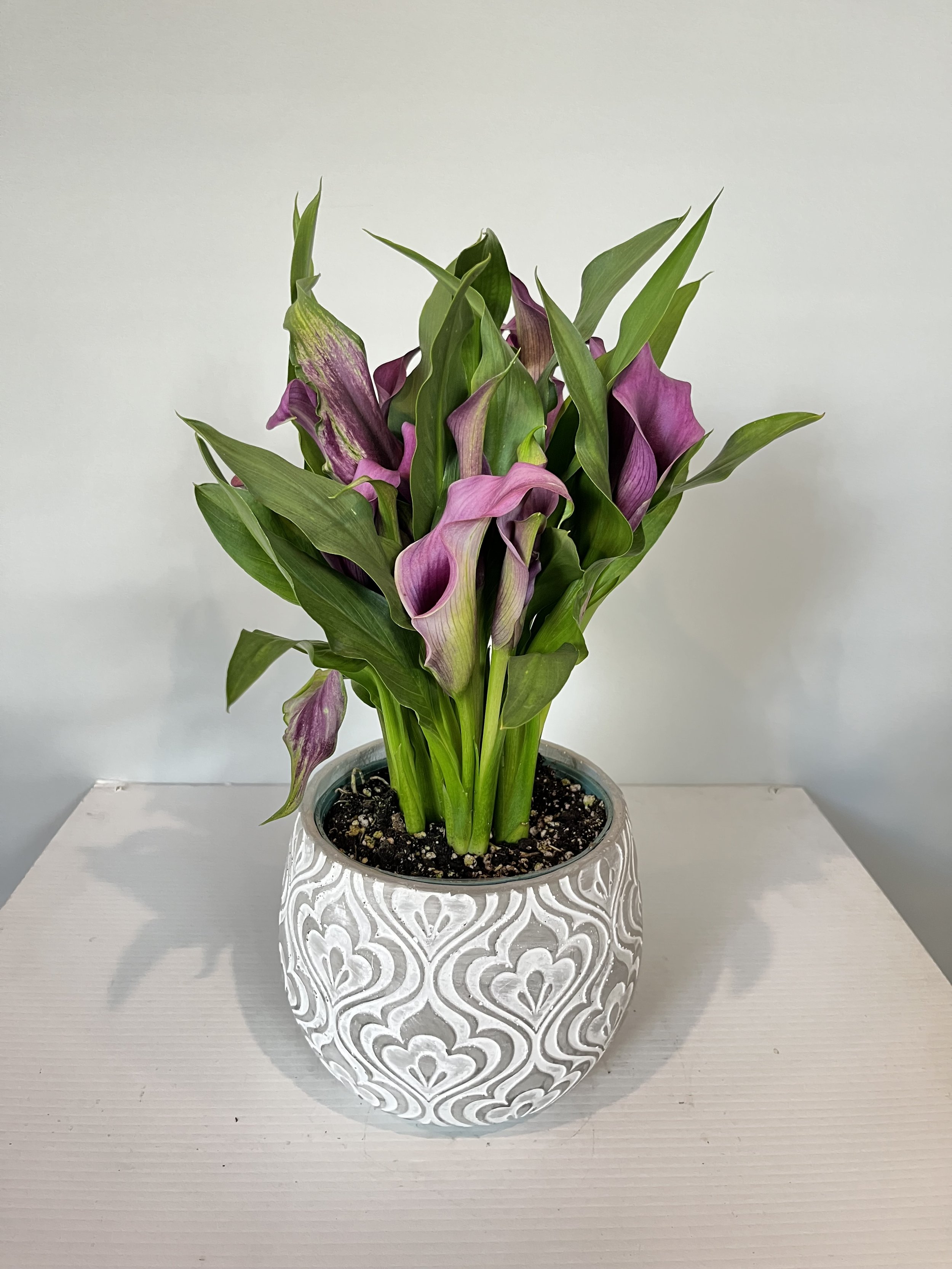 Purple Calla Lilly