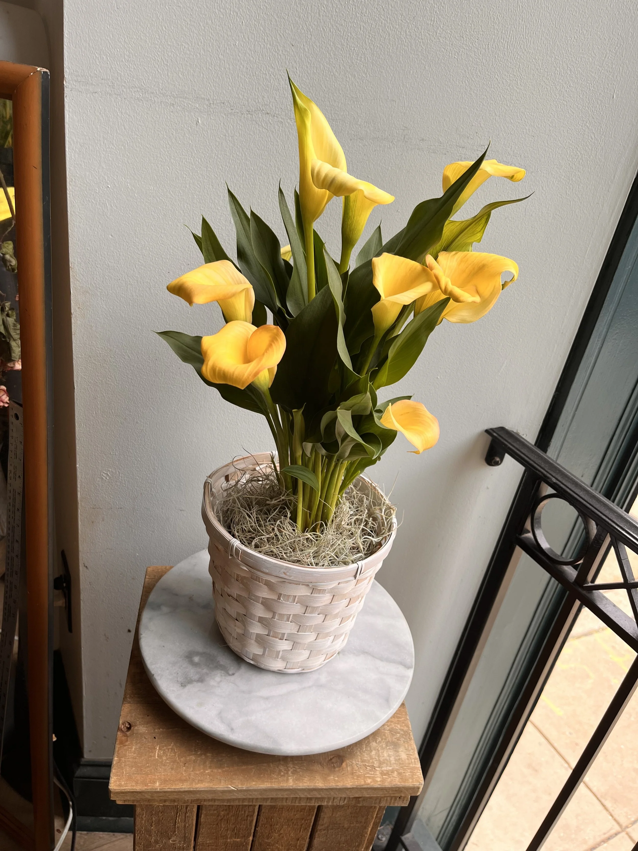 Potted Calli Lily