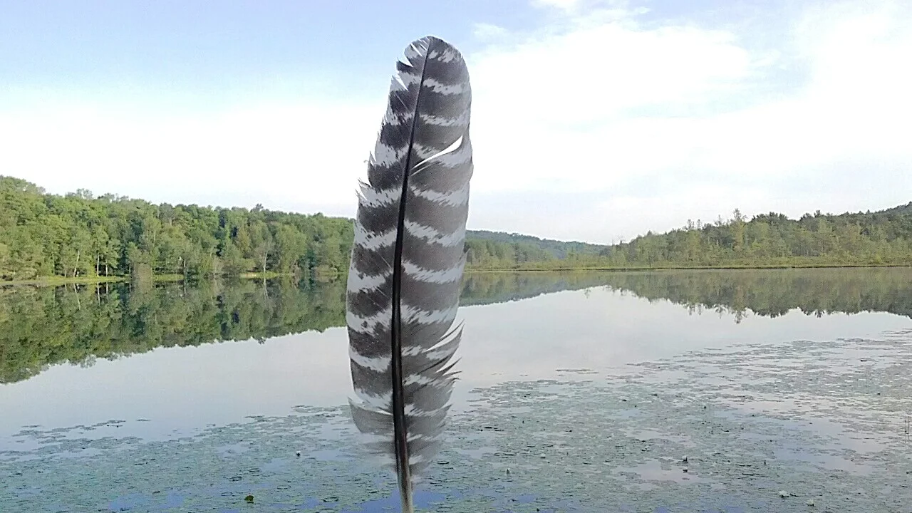 feather by lake.jpg