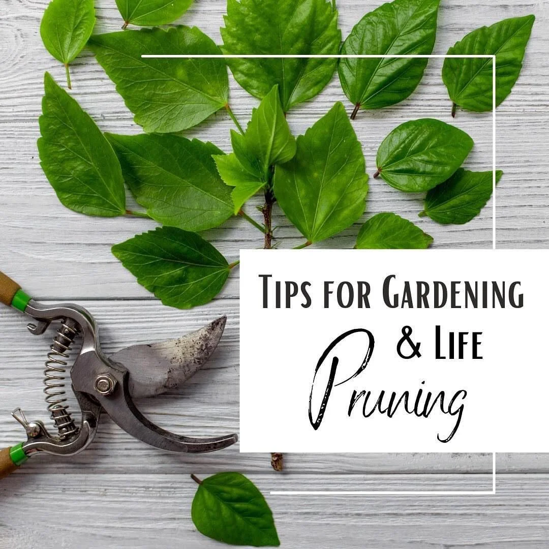 Pruning your plants allows them to maximize new growth and promotes the plant's natural shape for healthy maturity.

In a similar fashion, our lives require pruning. Hebrews 12:1-2 tells us to, "throw off everything that hinders and the sin that