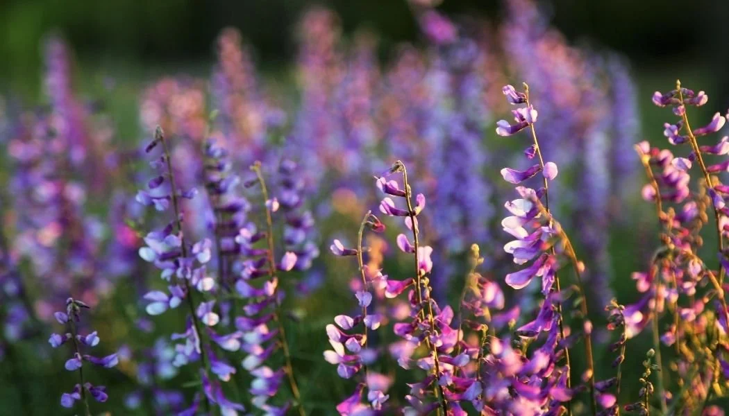 April Update from Julie