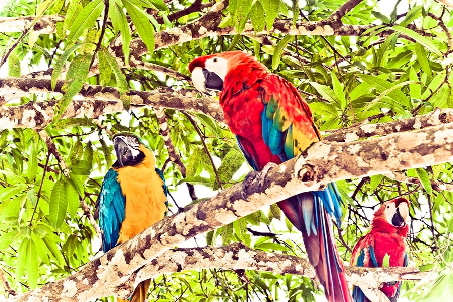 Big Savings on a Last-Minute Amazon Cruise