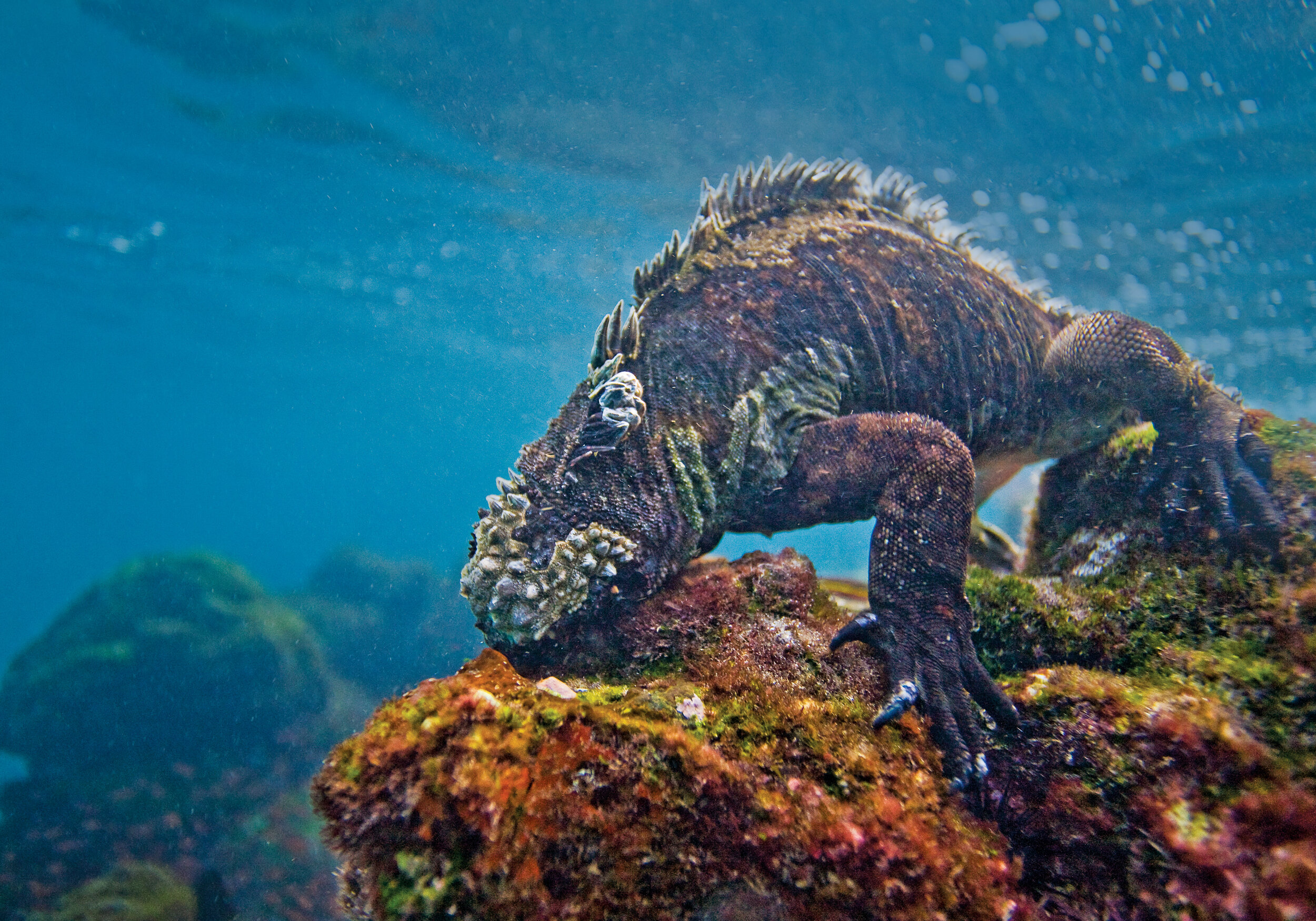   The endemic Galápagos marine iguana, which is the only species of iguana worldwide that feasts underwater on algae (photo credit: Lindblad Expeditions)  