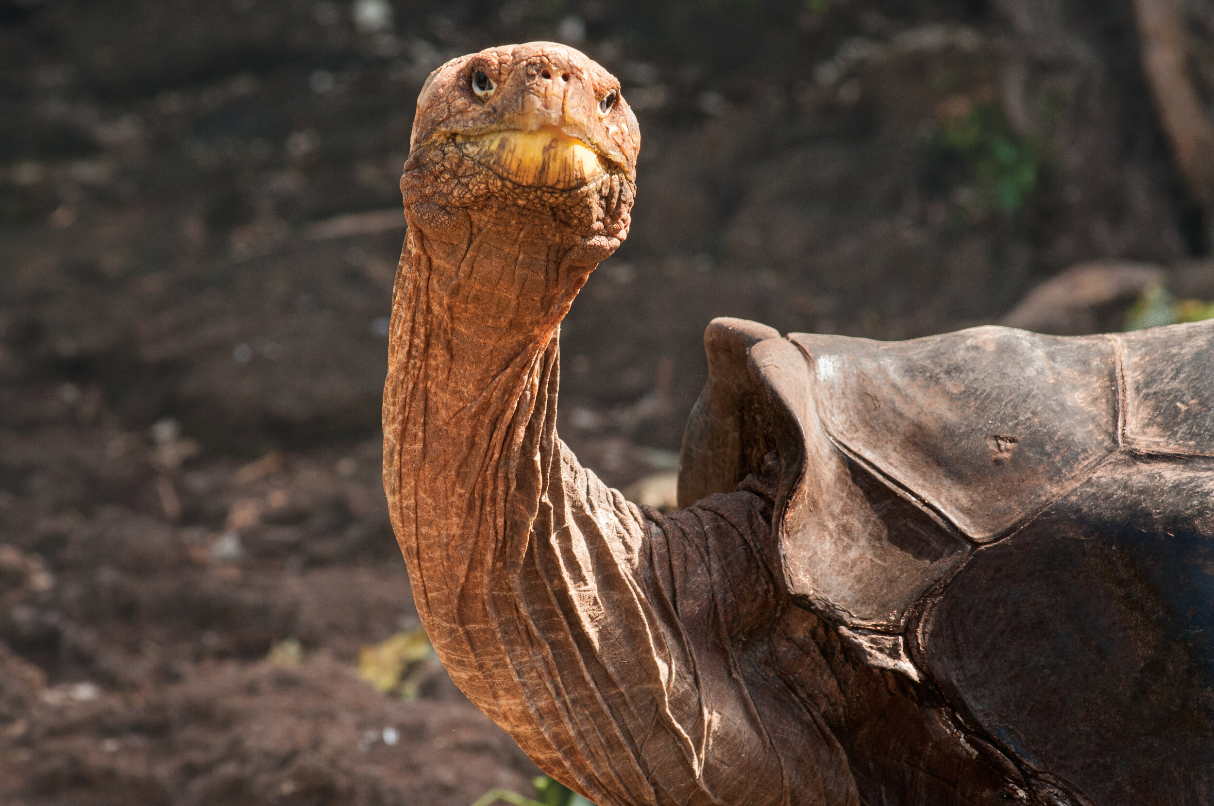   A giant tortoise called Super Diego, pictured at 91 years old, who lives at the Charles Darwin Research Station and was instrumental in re-populating his species, which was once on the brink of extinction (photo credit: Lindblad Expedtions)  
