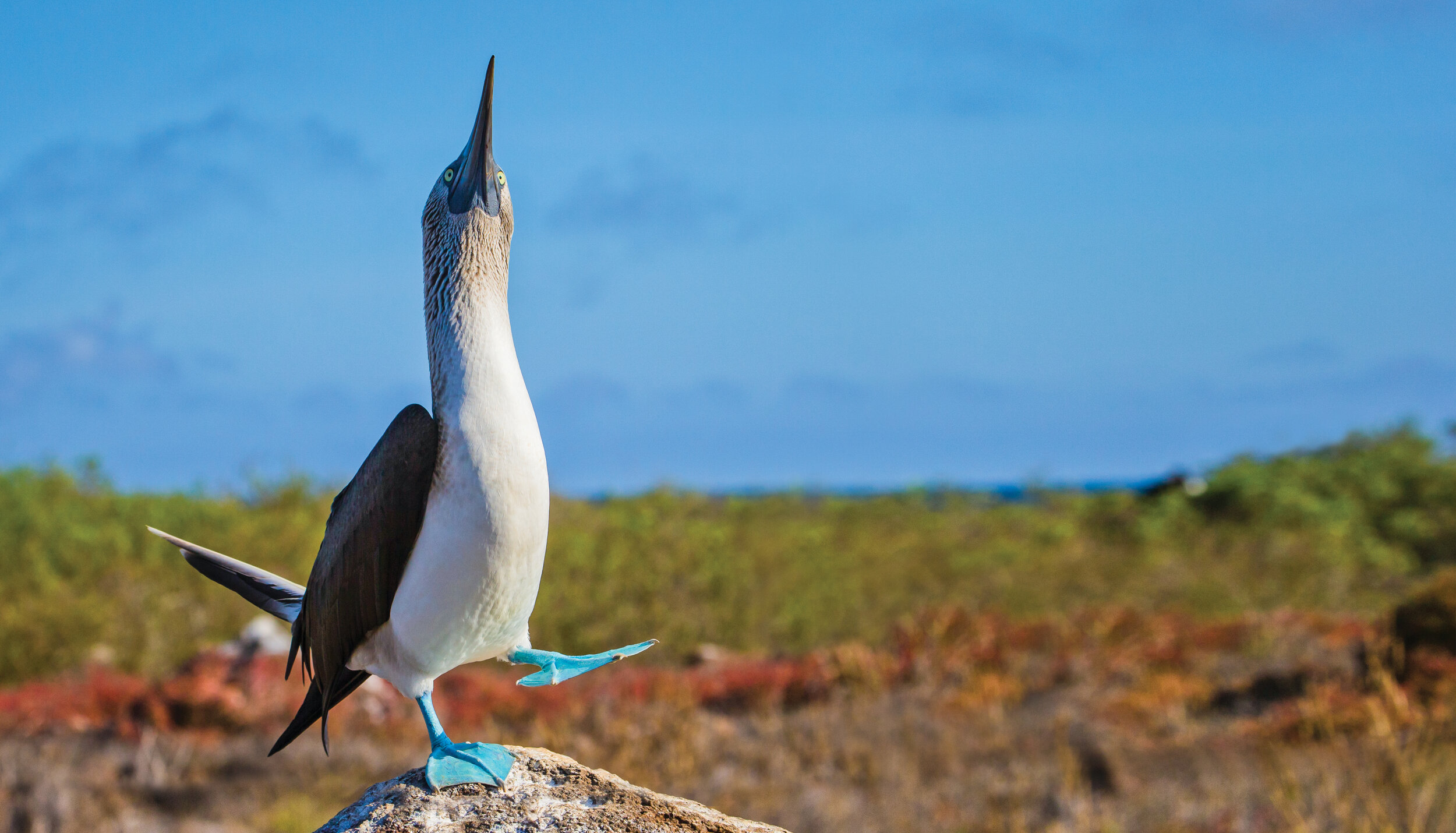   A blue-footed booby’s courtship display on North Seymour Island (photo credit: Lindblad Expeditions)  