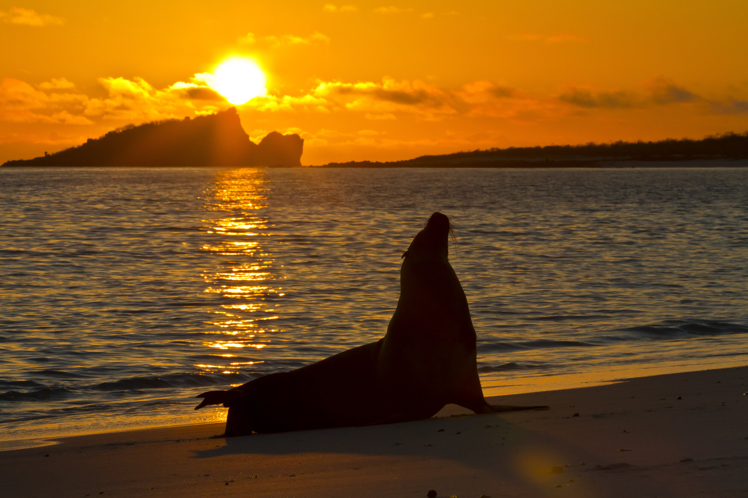   A very dapper sea lion modeling in the sunset on Santiago Island (photo credit: Lindblad Expeditions)  