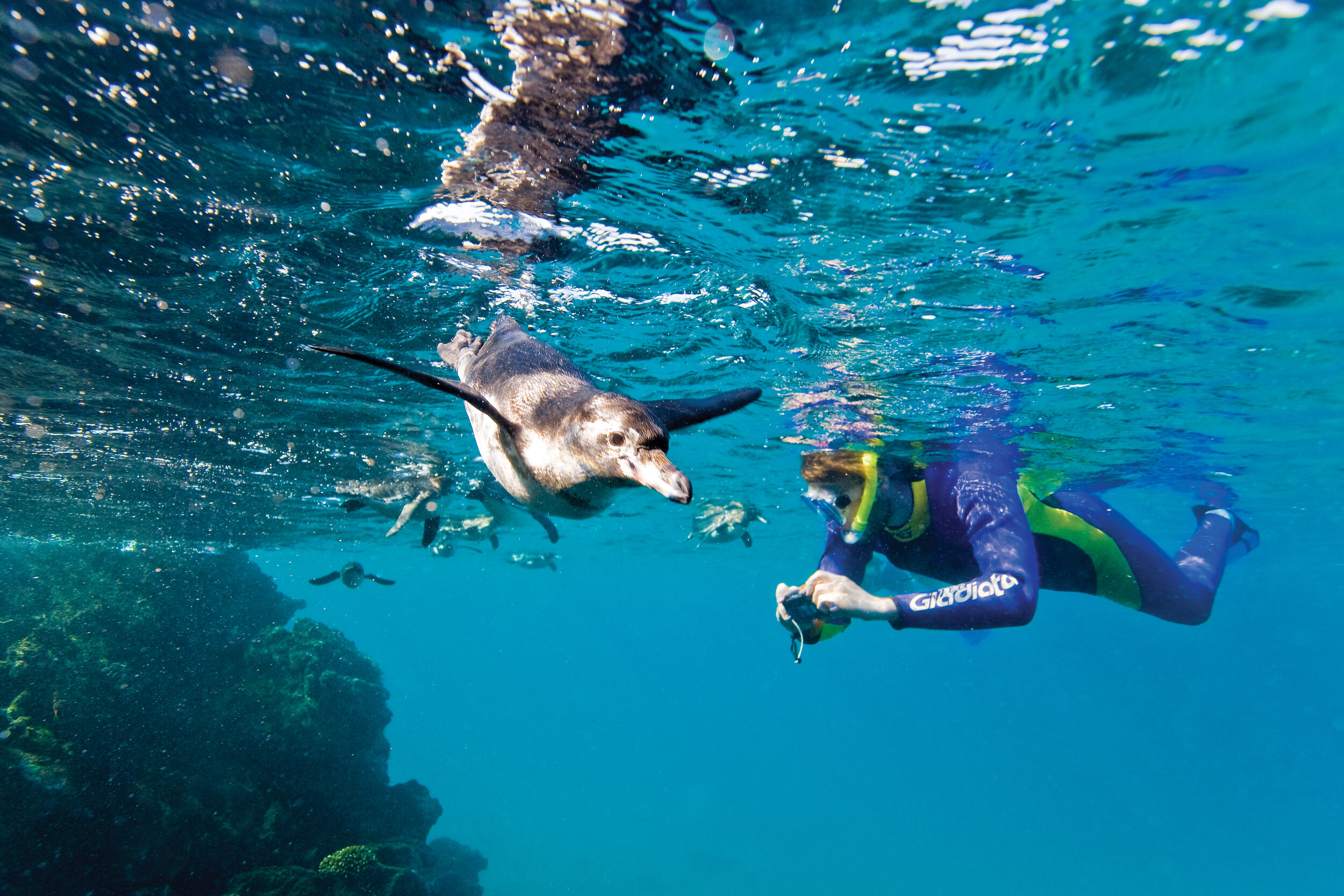   Adult Galápagos penguin hunting fish underwater (photo credit: Lindblad Expeditions)  