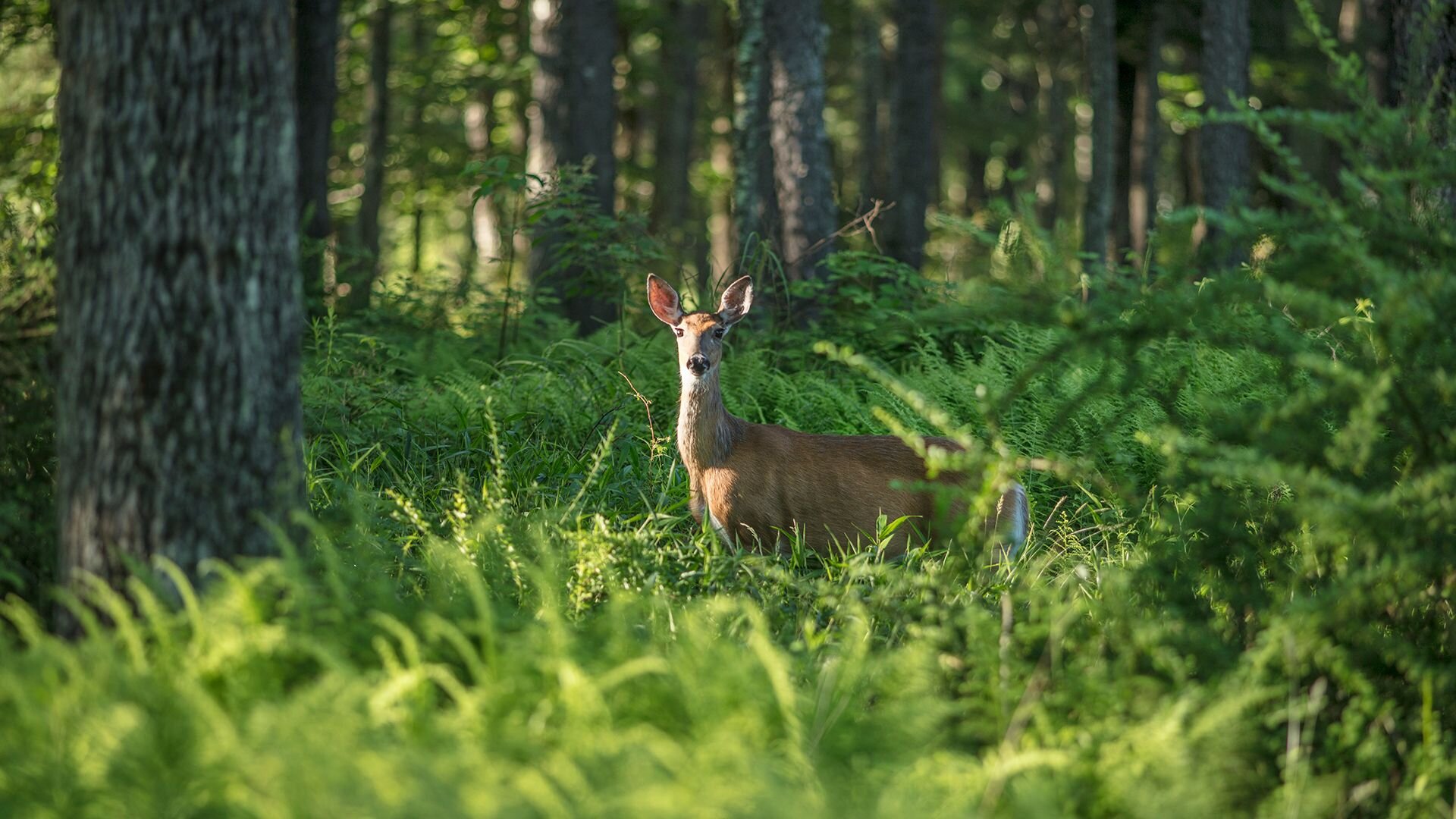   White-tailed deer at The Chatwal Lodge (photo credit: Alice Marshall Public Relations)  