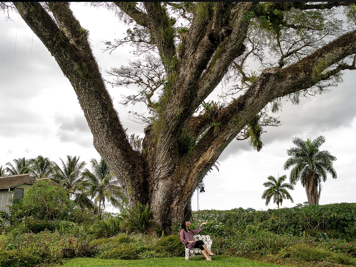   The 200-year-old guango tree at Pantrepant (photo credit: Dominique DeBay Collection)  