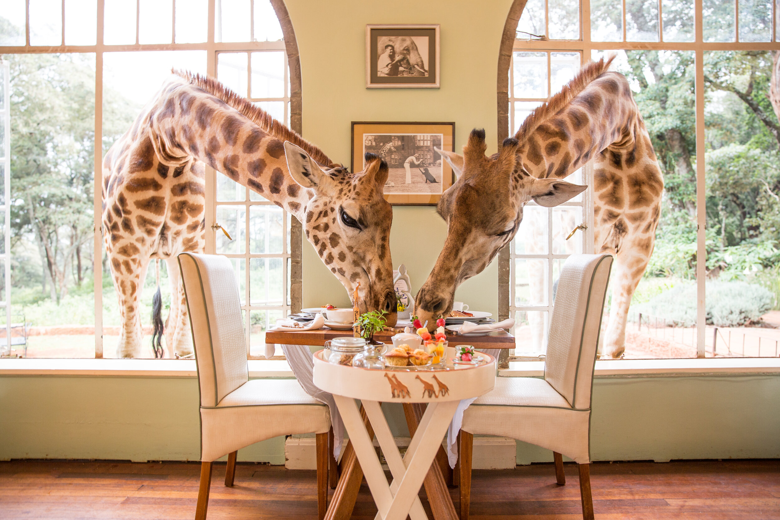   Cheeky giraffes checking in before breakfast (photo credit: Janine Cifelli Representation)  