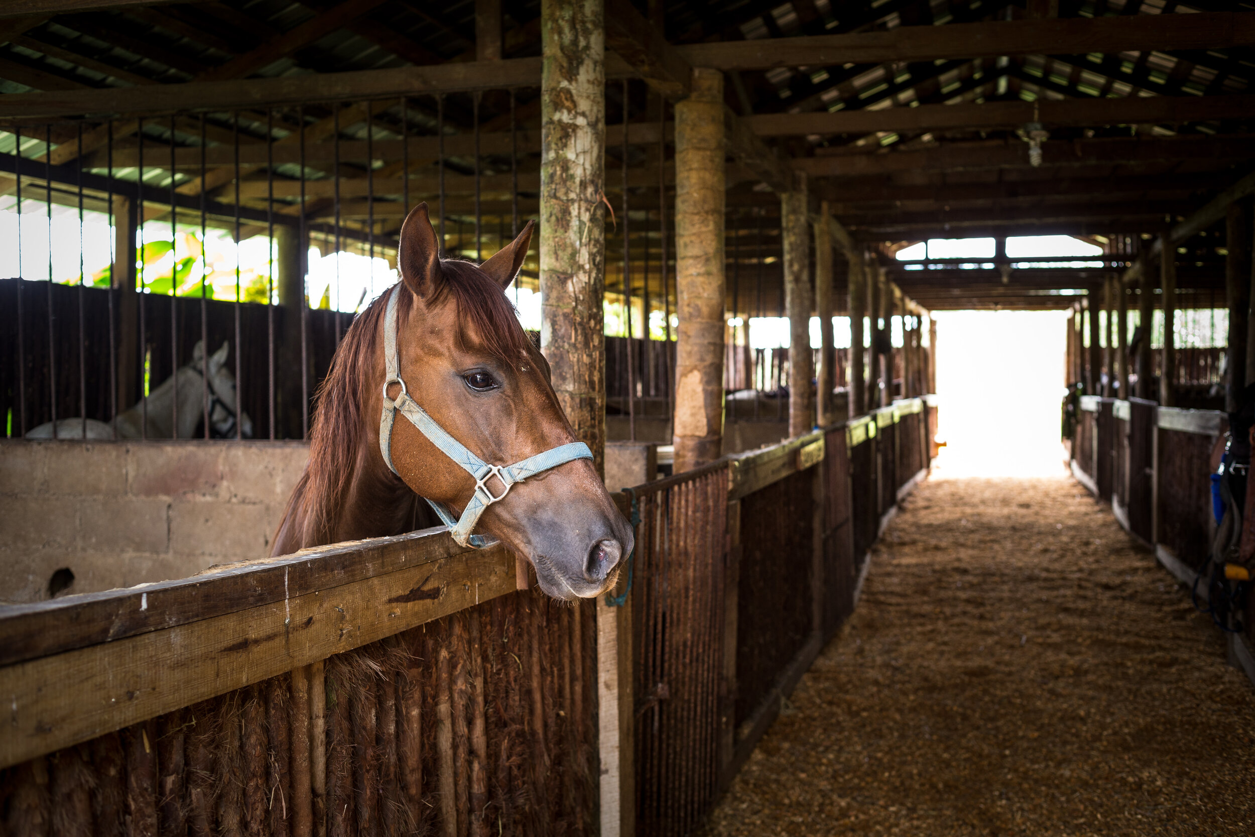   A look into the stables at Blancaneaux Lodge (photo credit: The Family Coppola Hideaways)  