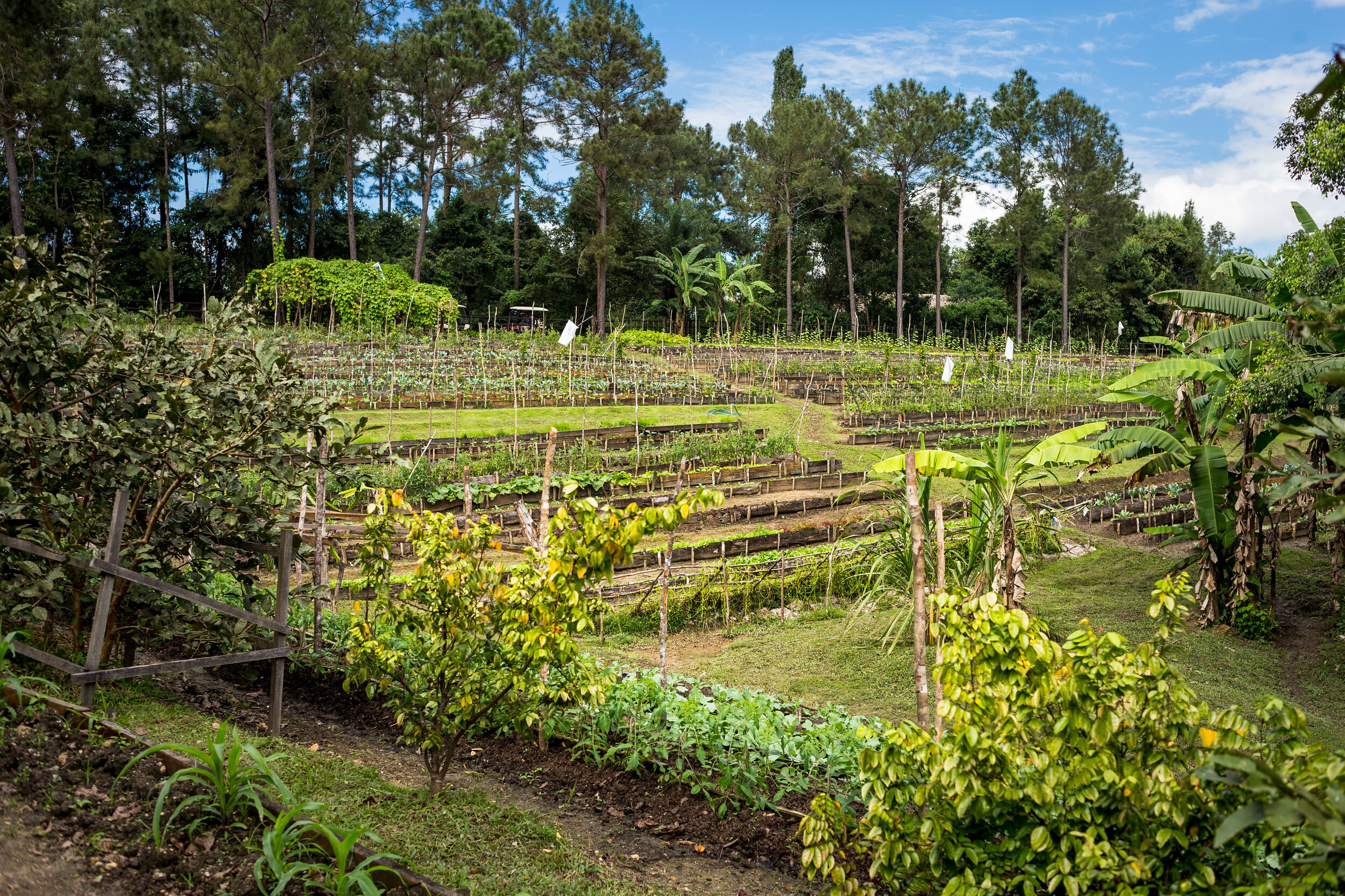   The incredible garden at Blancaneaux Lodge (photo credit: The Family Coppola Hideaways)  