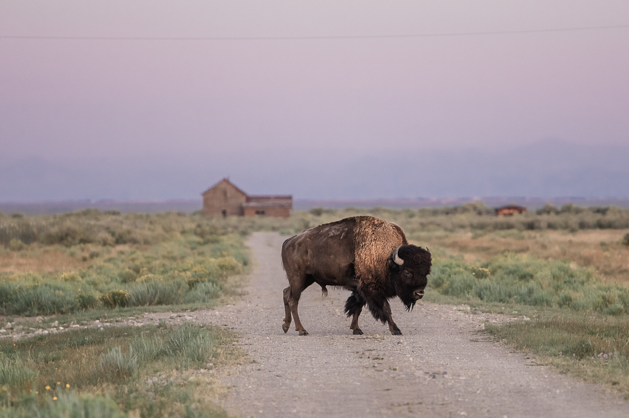   Incredible shot of a bison in front of the lodge (photo credit: Ranchlands)  