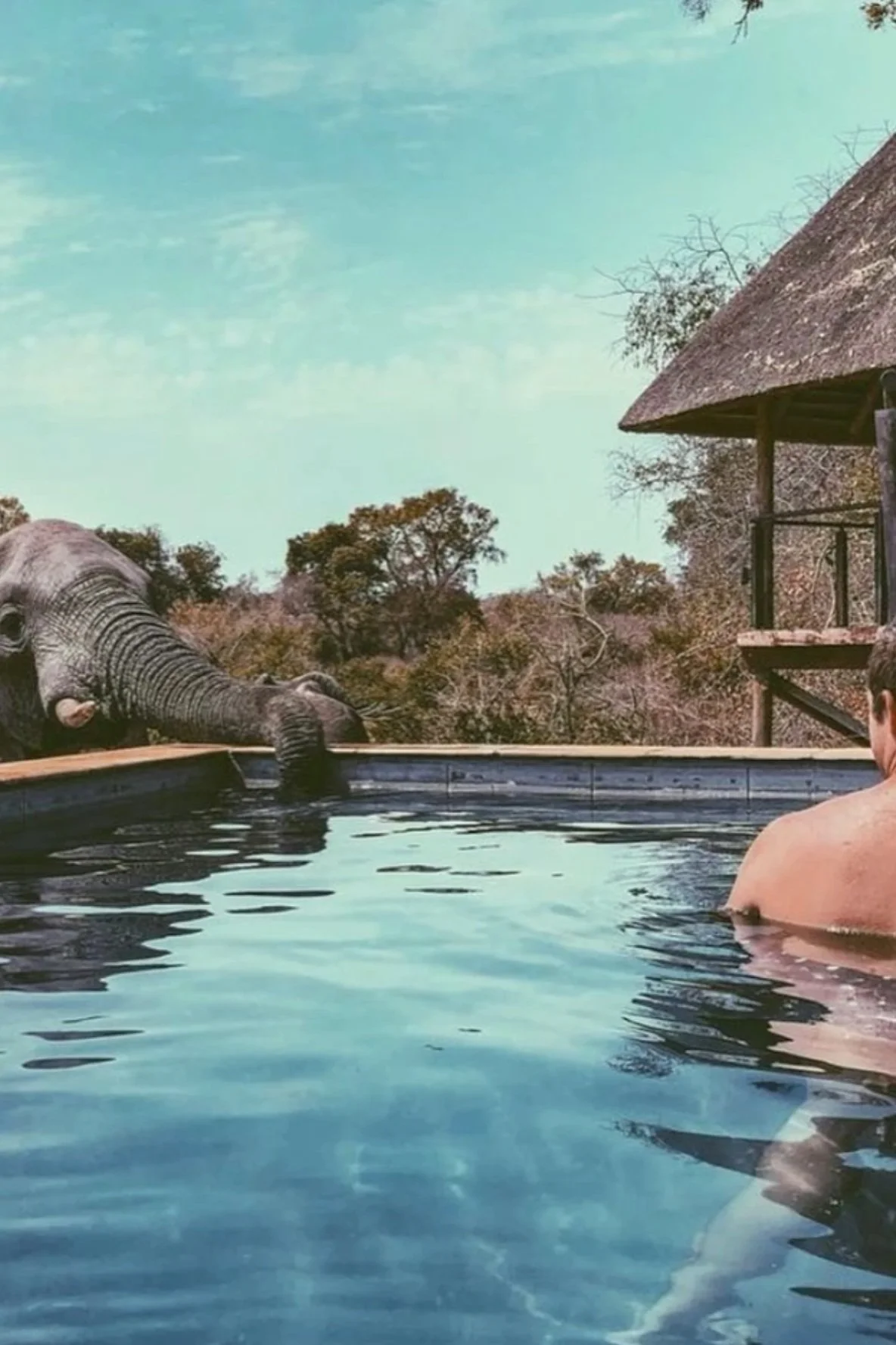 South African Luxury: City, Rail, &amp; Safari 