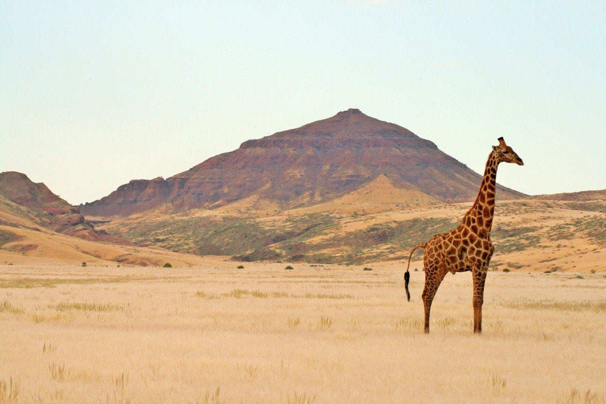 Giraffes at Khowarib Lodge in Namibia