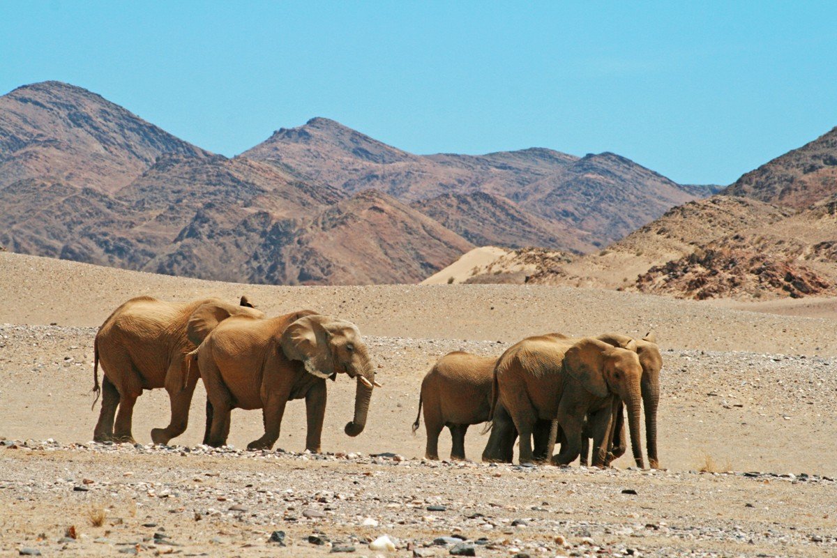 Elephants at Khowarib Lodge in Namibia