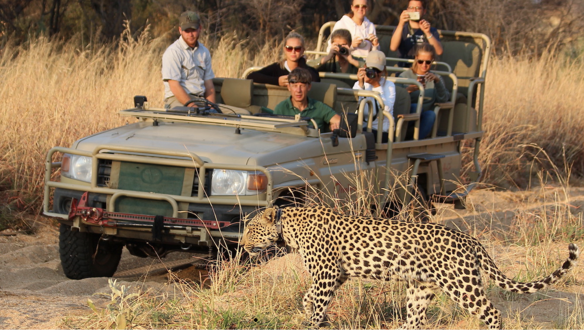 Cheetah spotting at the Okonjima Nature Reserve in Namibia