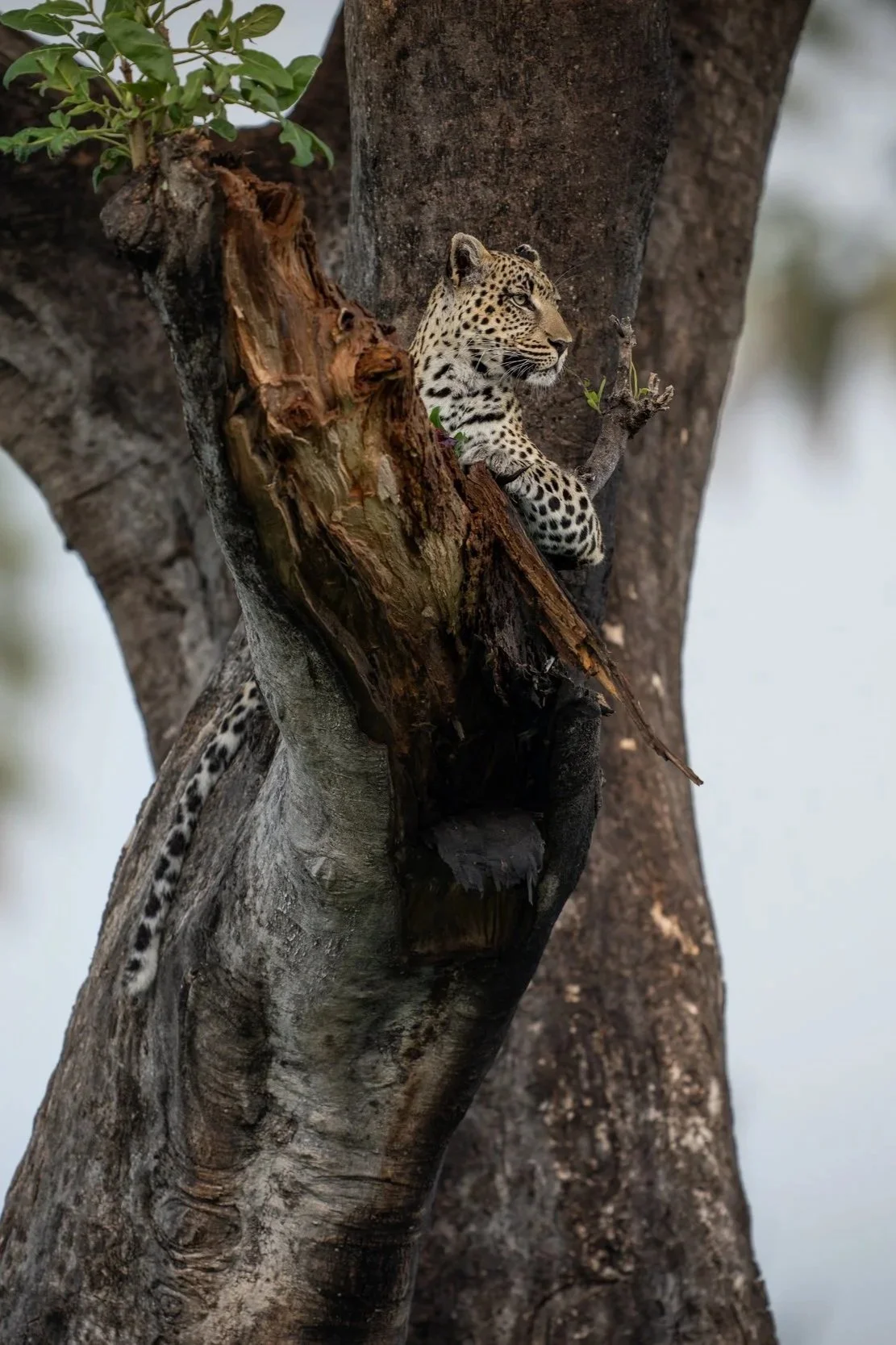 Botswana’s Breath of Fresh Air by Singita 