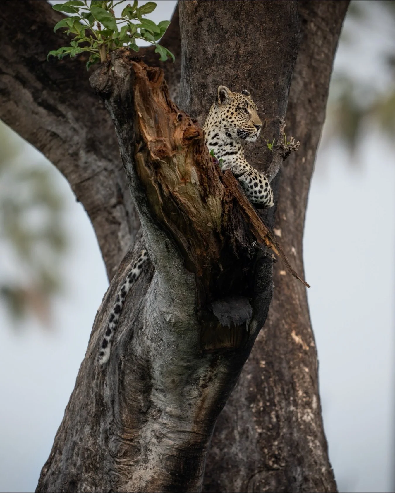 Singita&mdash;masters of safaris centered around openness, connection, and preservation&mdash;will open a brand-new safari lodge in Botswana&rsquo;s Okavango Delta this December: Singita Elela. Its eight private camps are designed to allow for a luxu