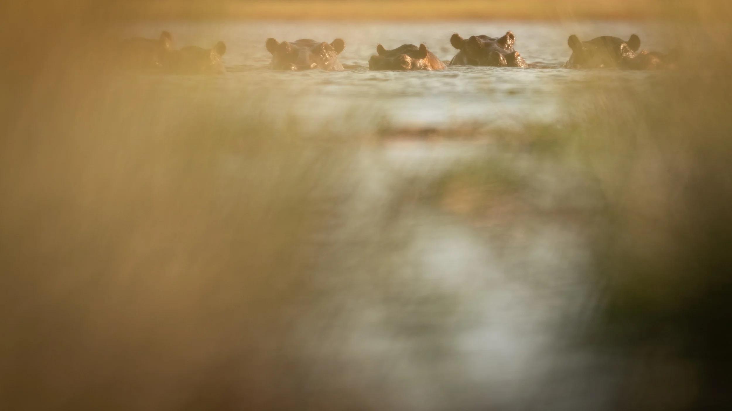 Hippo pod swimming in the Okavango Delta during a game drive at Singita Elela