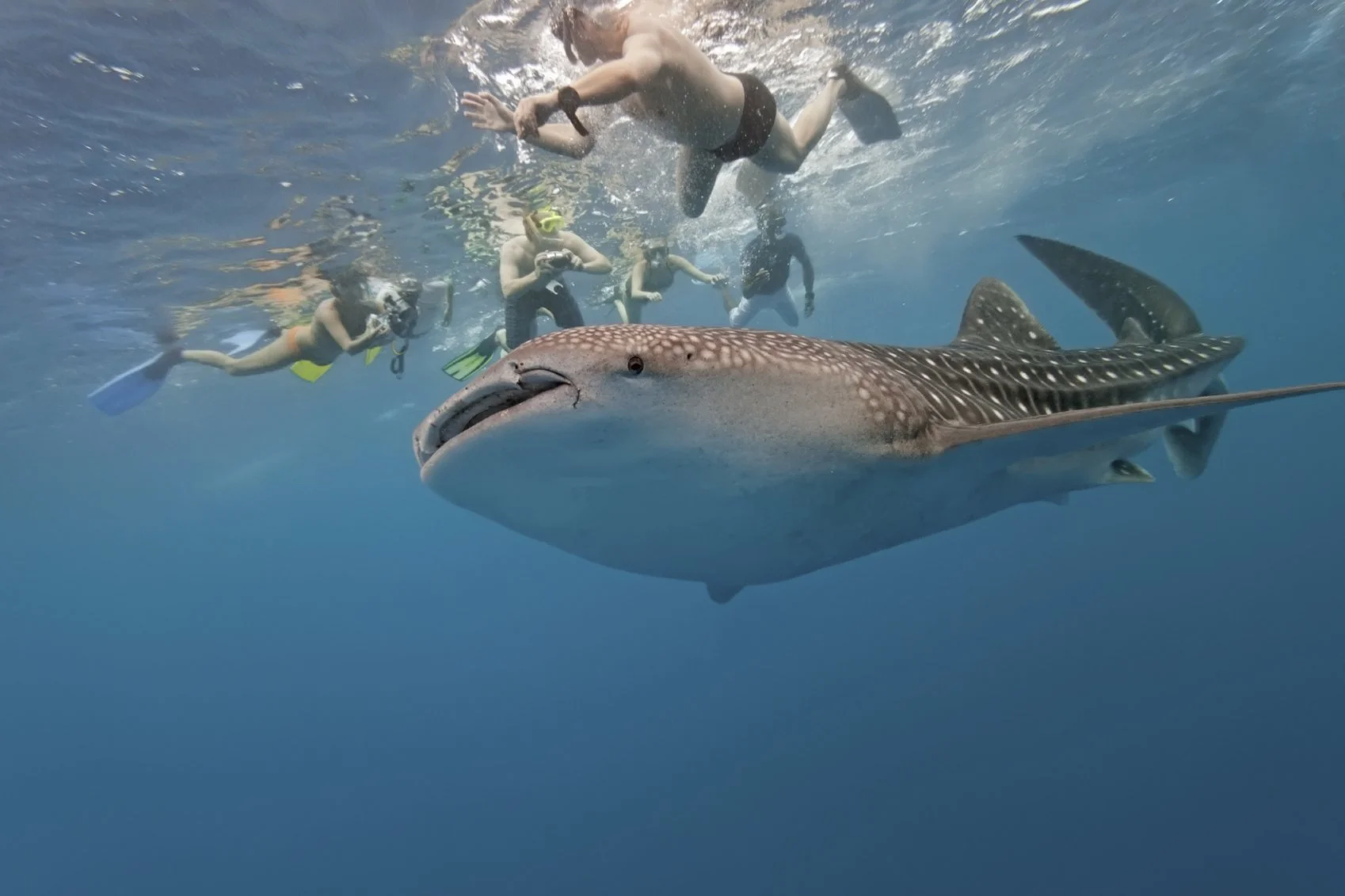 Snorkeling during the whale shark migration in the Caribbean Sea with Journey Mexico private tour