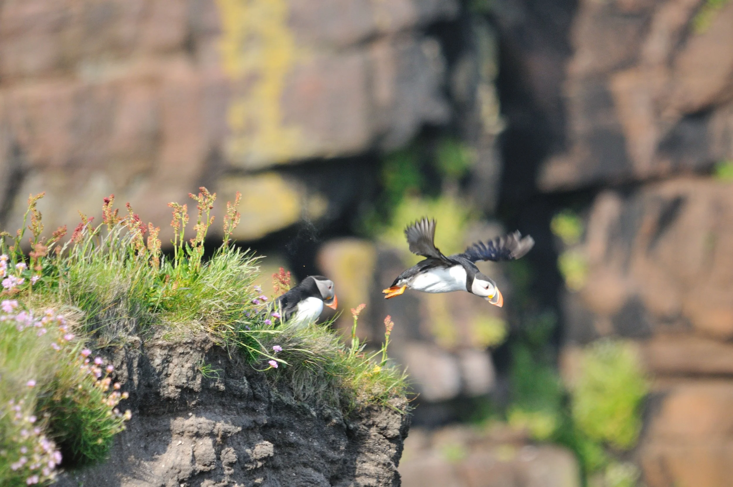 Wild puffins on a luxury all-inclusive Scottish Isles cruise on the Hebridean Princess