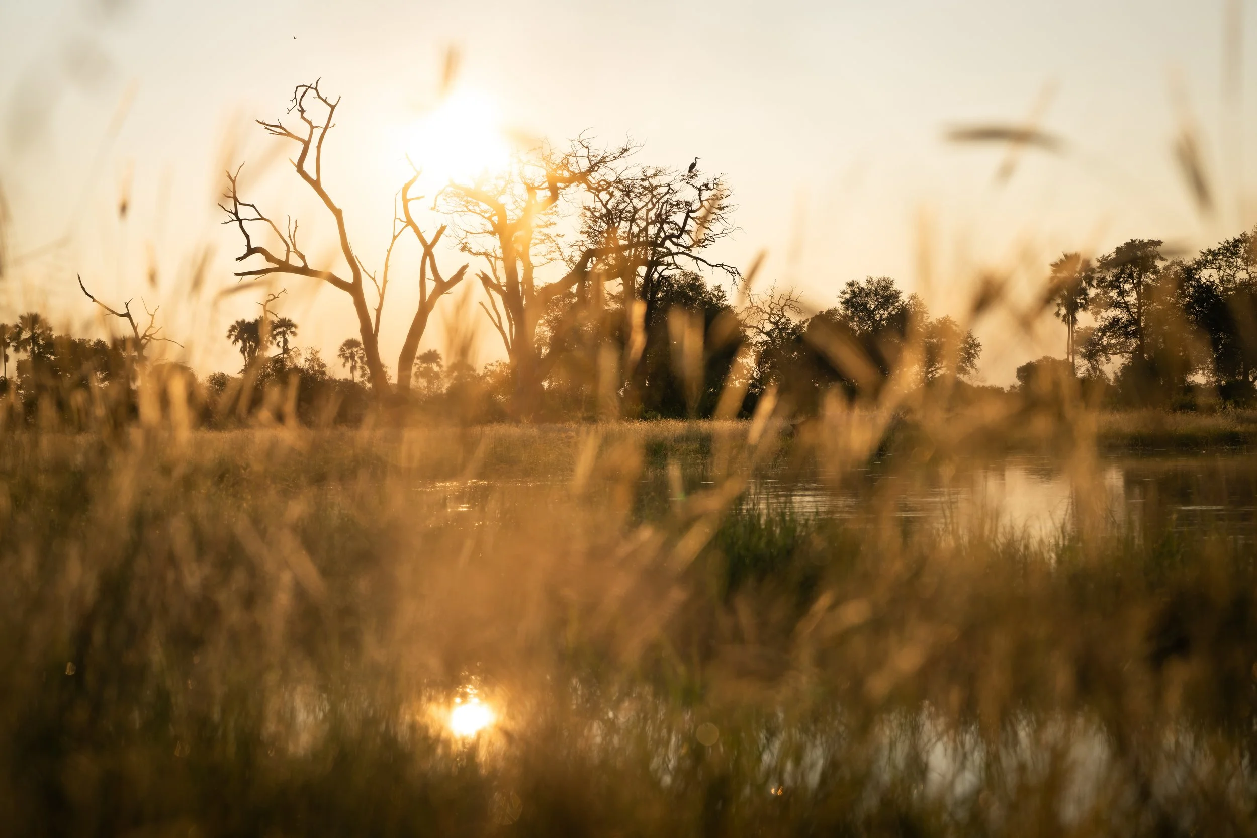 A private luxury safari experience on the Okavango Delta with Singita Elela