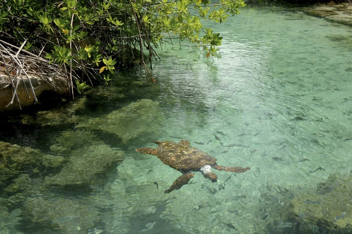 Snorkel with sea turtles in Tulum with Journey Mexico on a private excursion