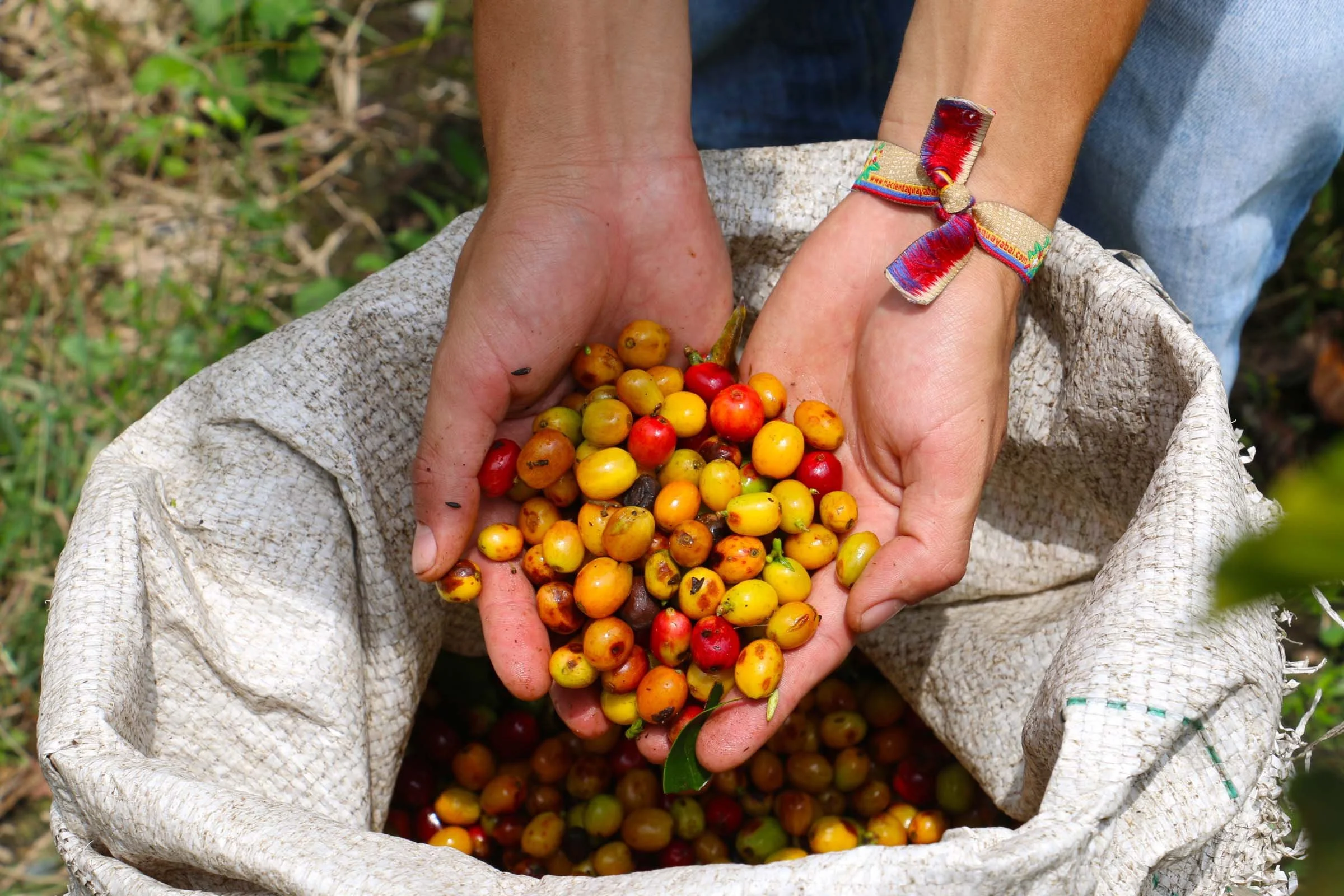 Private coffee tour at a coffee hacienda in Medellin Colombia with Galavanta and Poe Travel