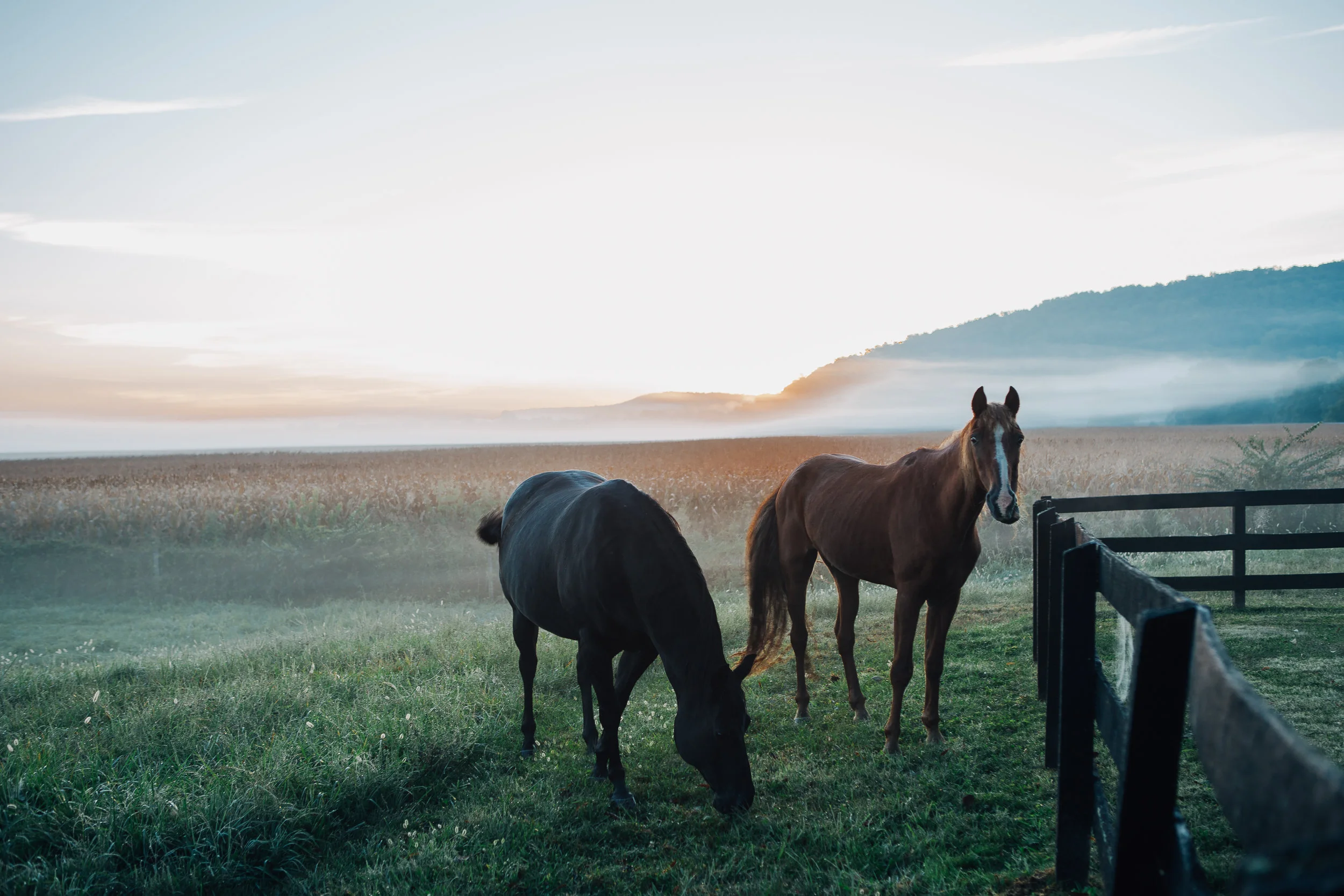 modest-farm-horses.jpg