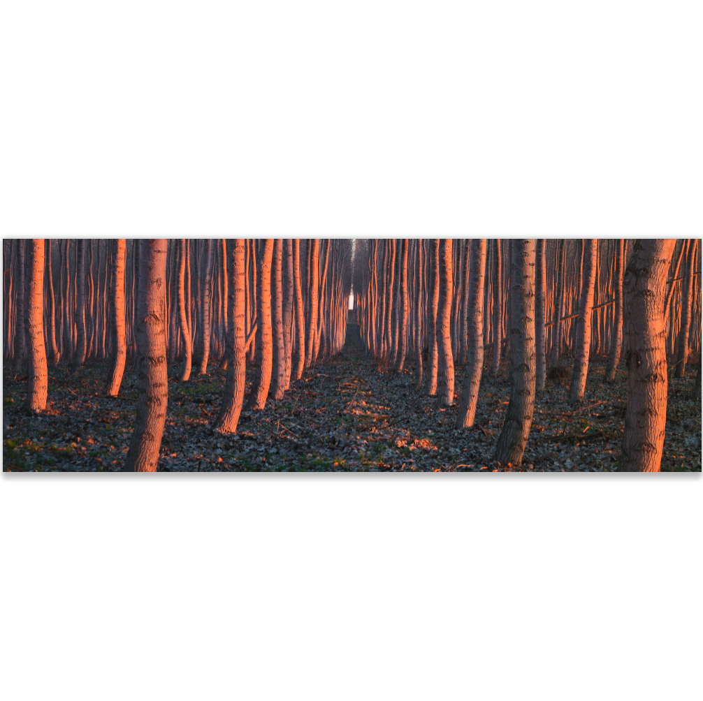 Screen Shot 2017-08-13 at 1.11.24 AM.png