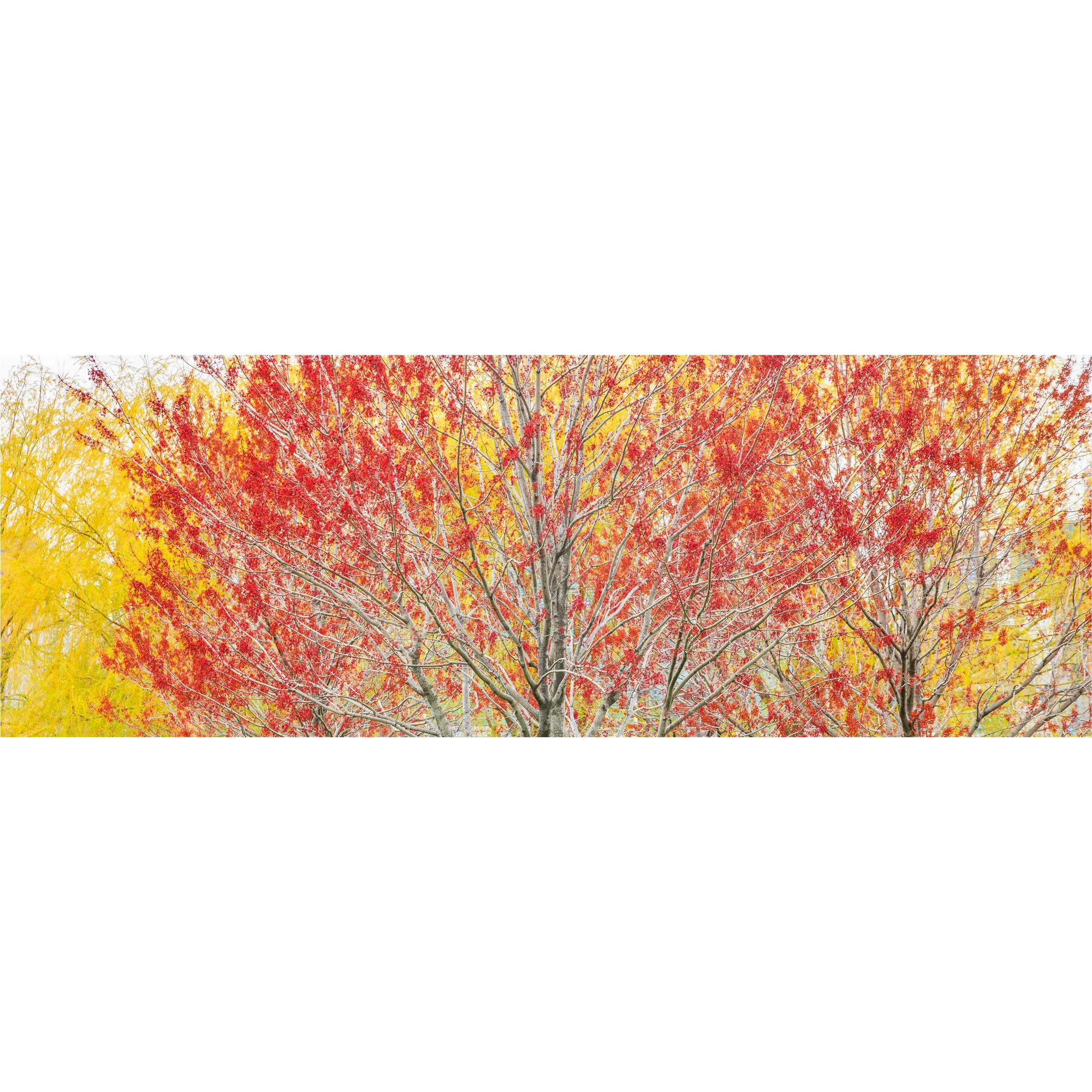 autumn SQ.jpg