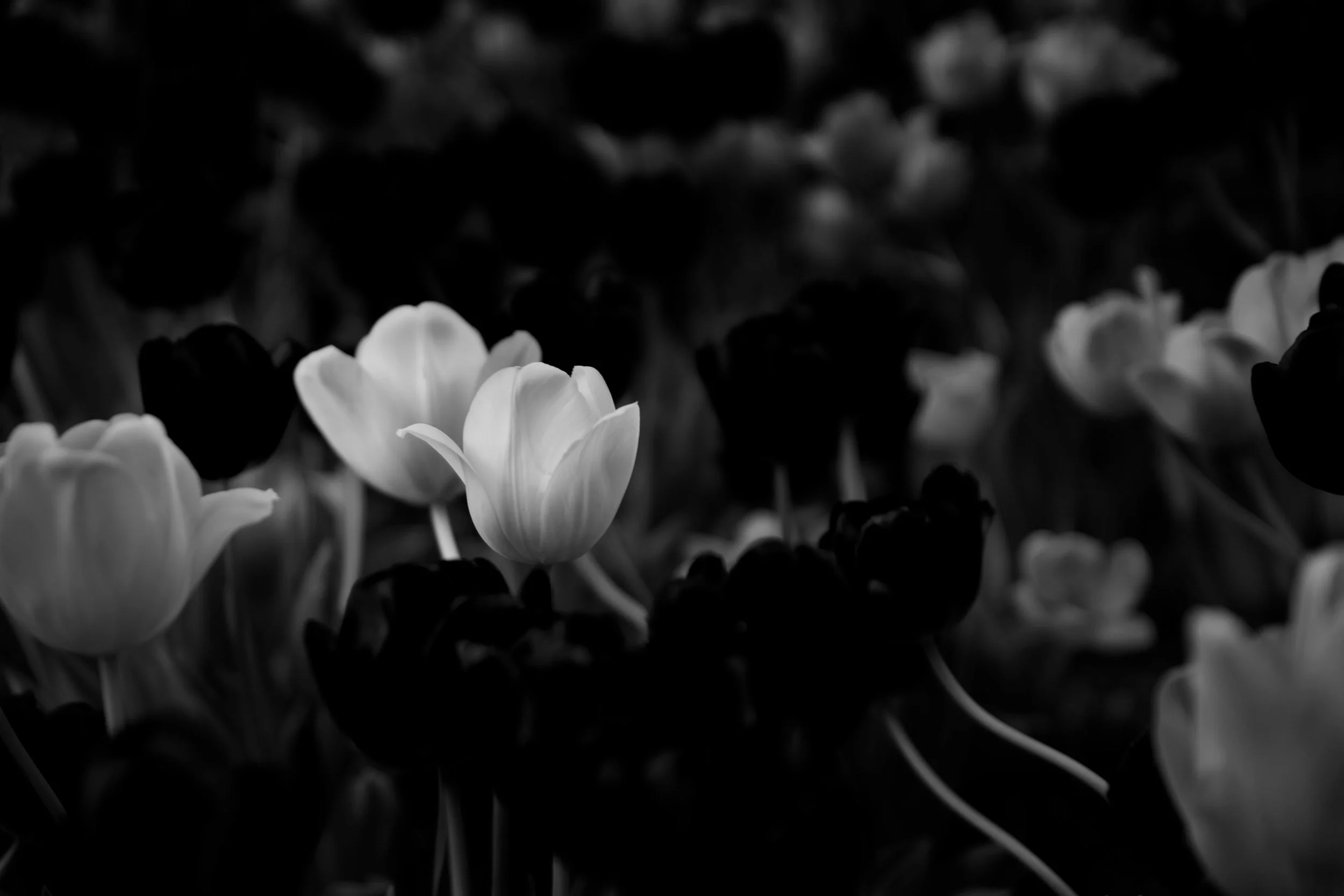 Tulips.jpg