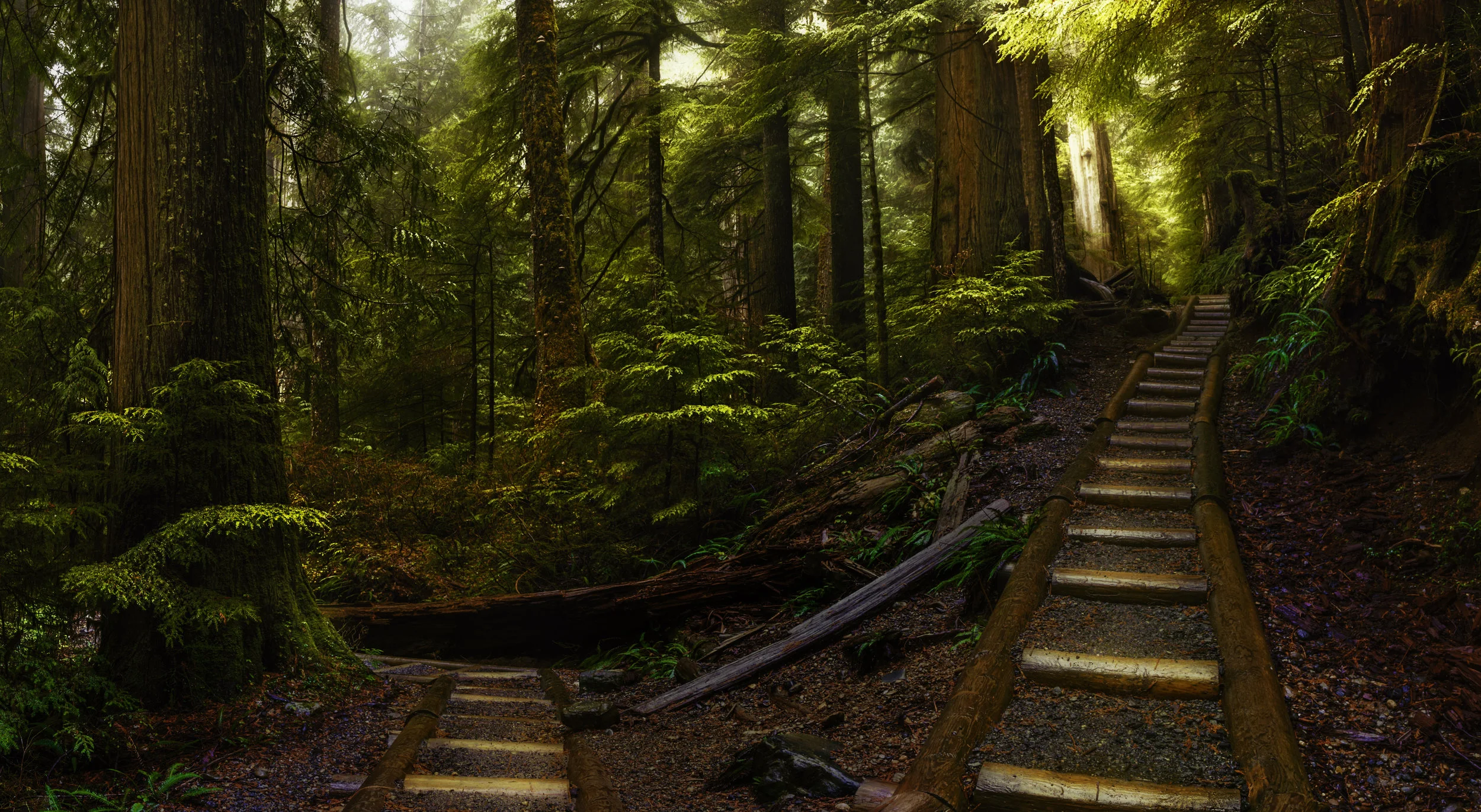Two trails diverge through thick forest in the North Cascades, Washington. Fog effuses the scene as is characteristic of the Pacific Northwest.&nbsp;