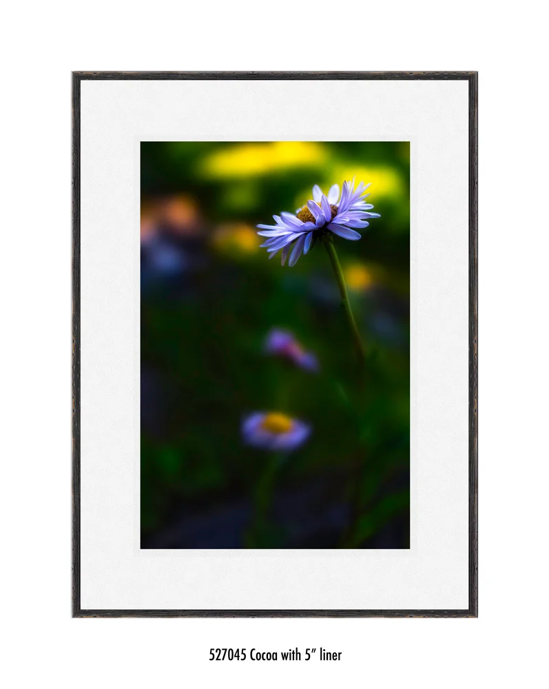 wildflower-527045-5-wht.jpg