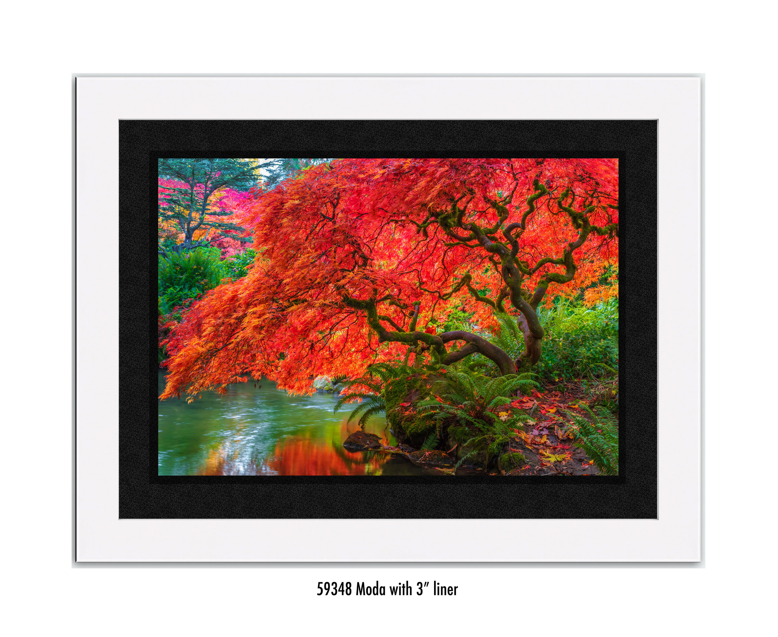 Tree-of-Fire-59348-3-blk.jpg