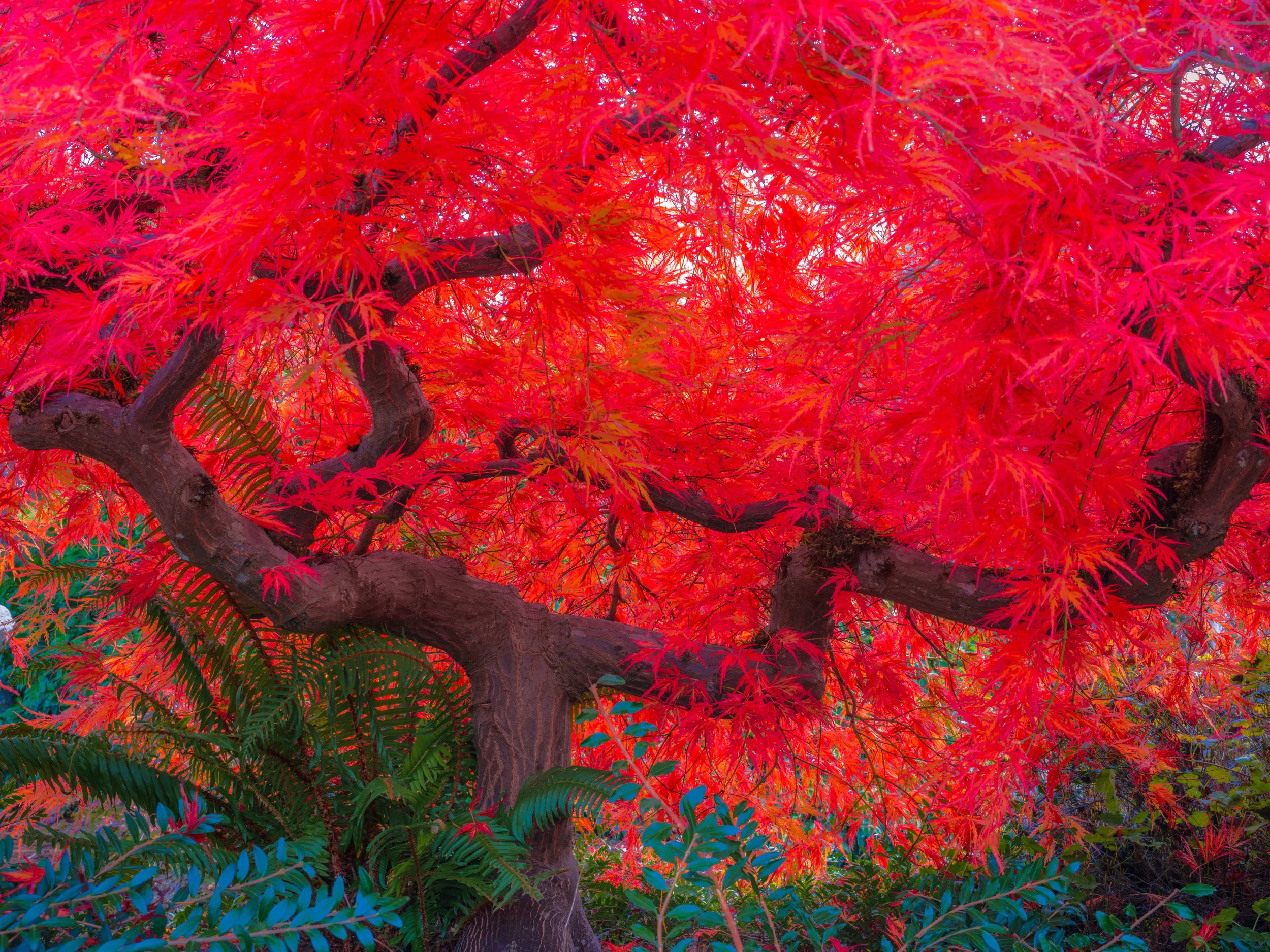 The Scarlett tree is a fine art photograph of a Japanese Maple captured from beneath during autumn. The fall colors are in full force and the tree is colored a brilliant red. 